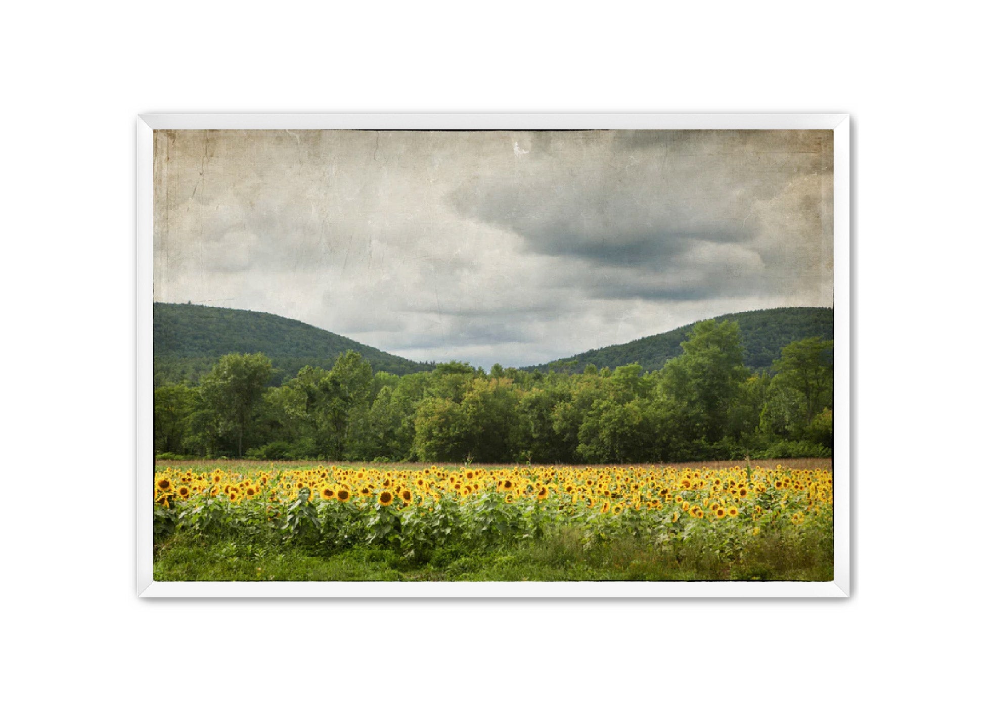 PhotoArt Prints 'SUNFLOWERS' Danielle Neumann Kelly