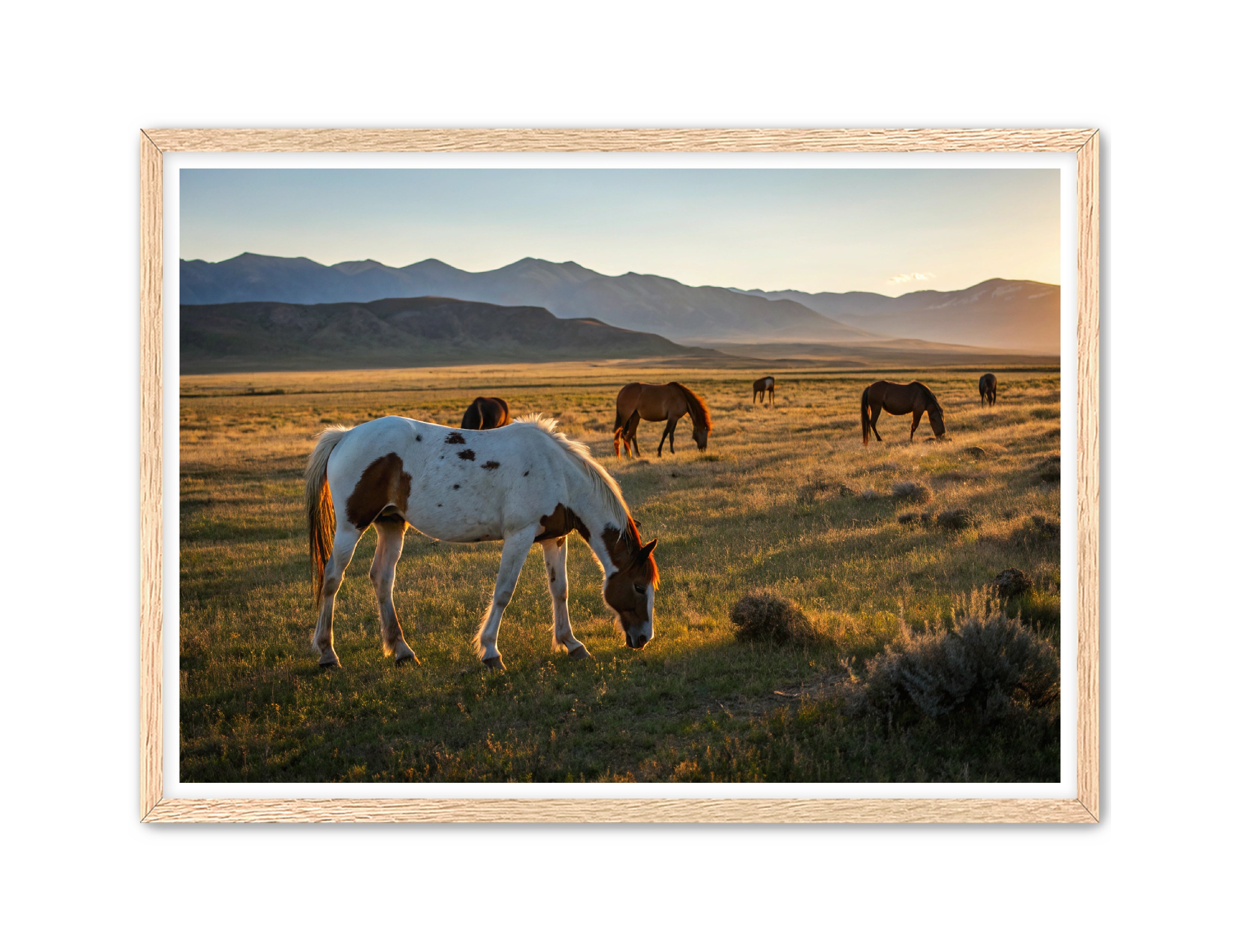 Apricus Prints Vaquero 'Evening Grazing' Apricus Art Collection