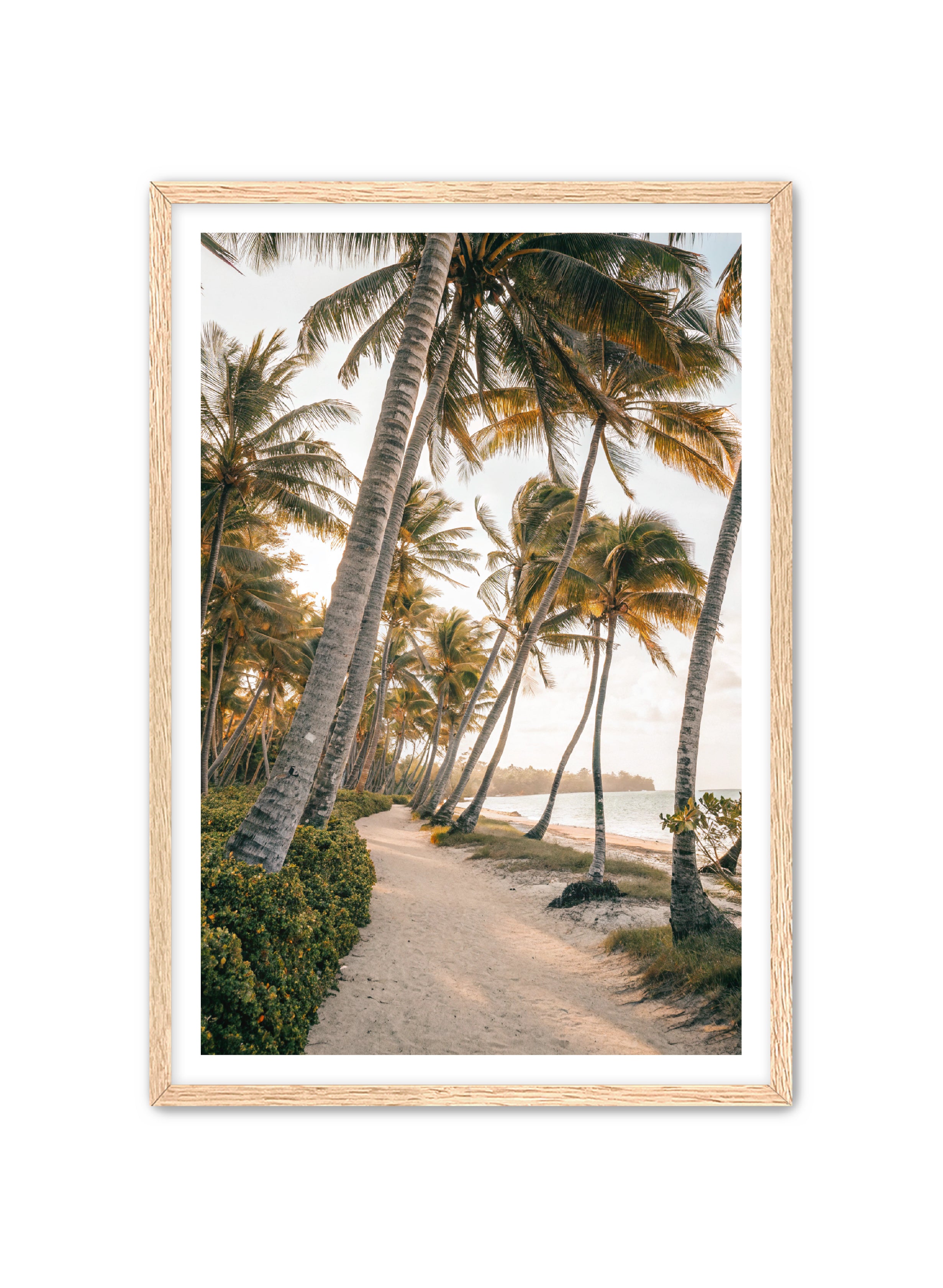 Apricus Prints Beaches 'Driftwood Dreams' Apricus Art Collection