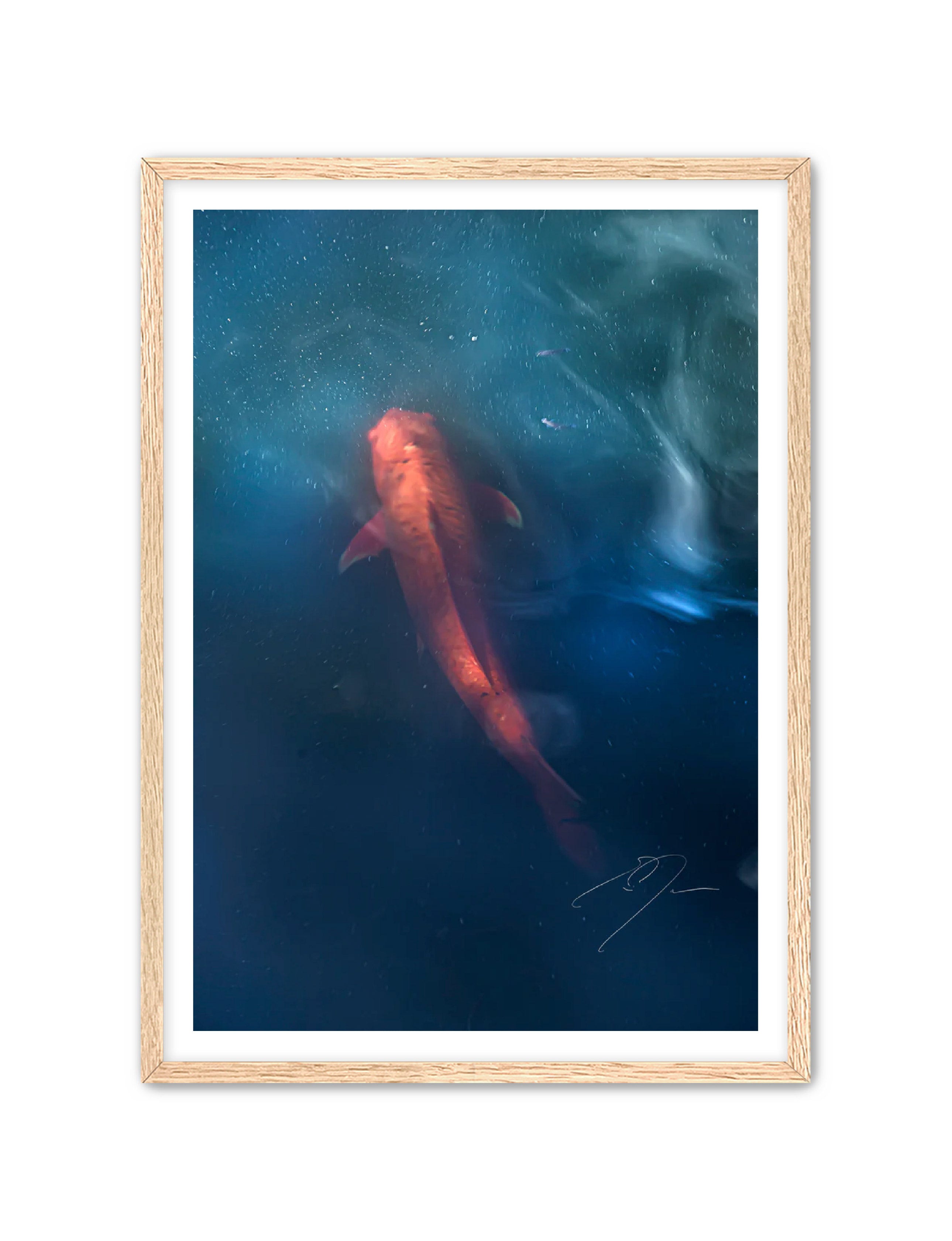 Art Contemporary Photography Prints 'KOI' - Photography Eric C. Jackson Studio