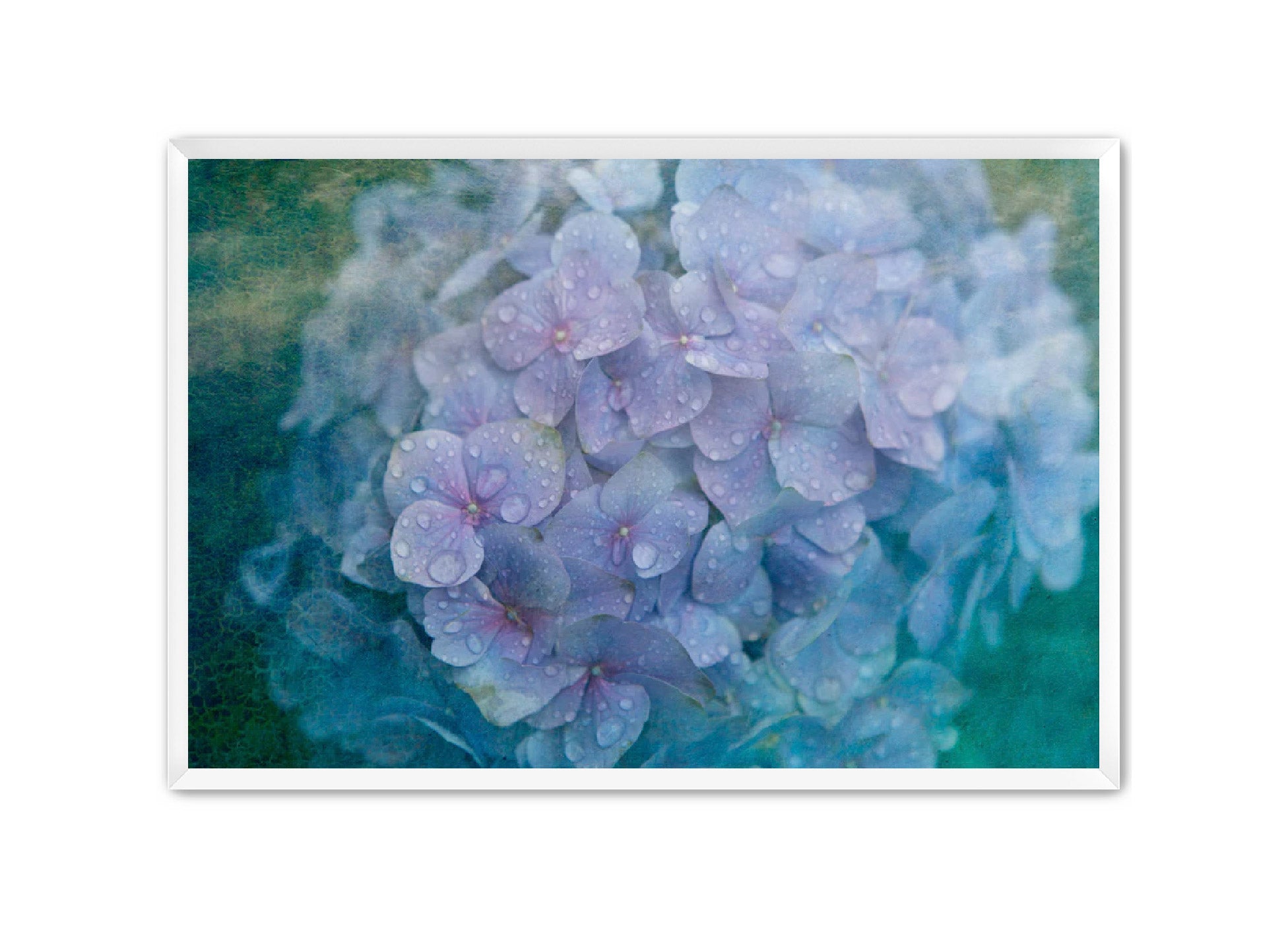 PhotoArt Prints 'HYDRANGEA' Danielle Neumann Kelly