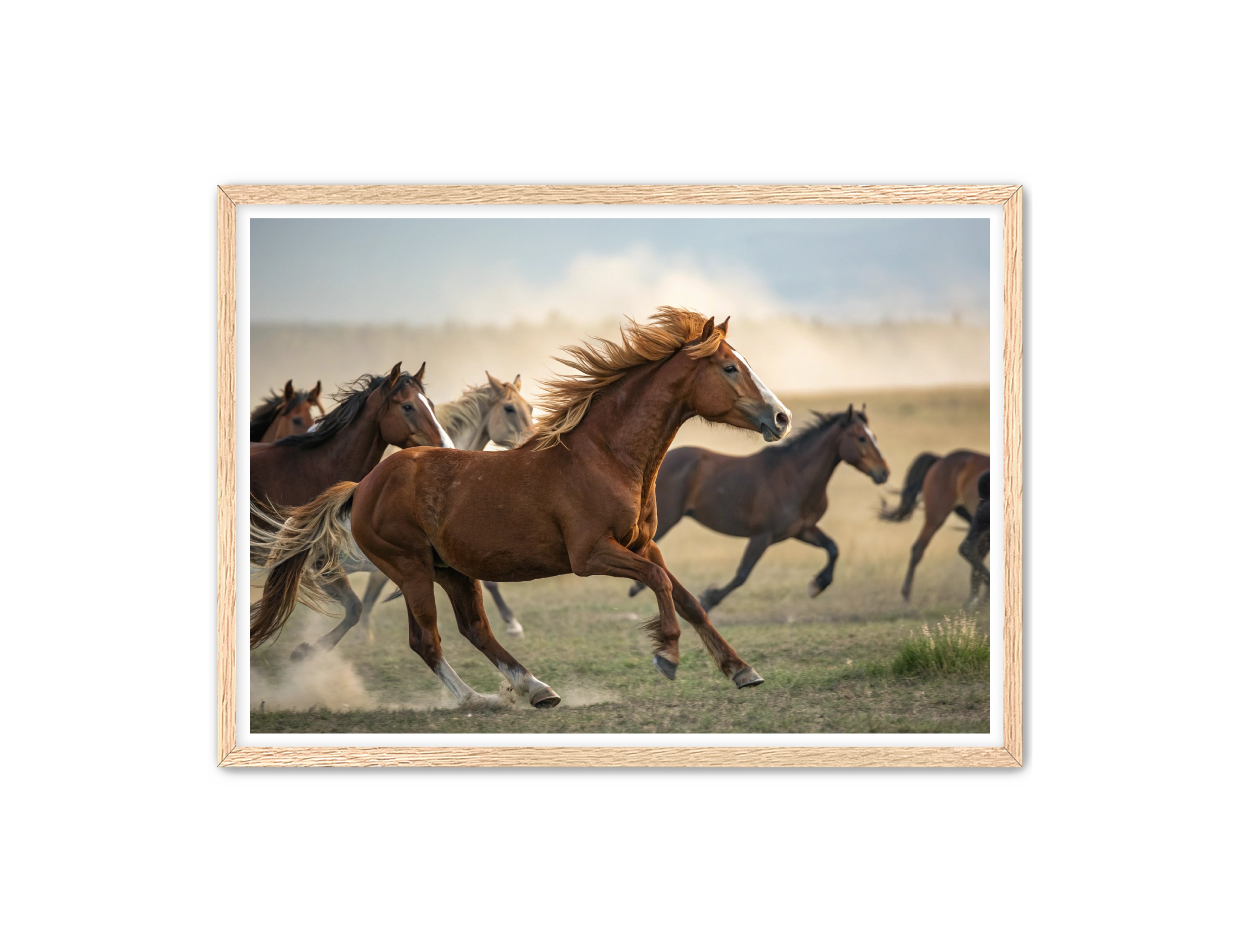 Apricus Prints Vaquero 'Stampede Leader' Apricus Art Collection