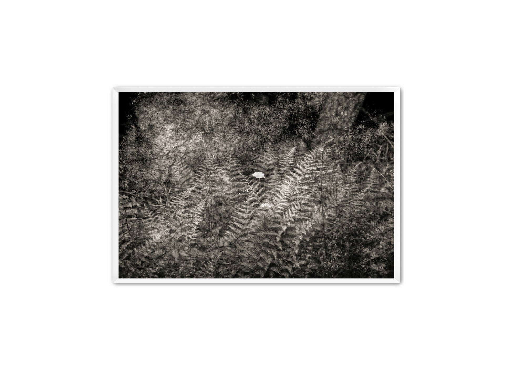 PhotoArt Prints 'FERNS' Danielle Neumann Kelly