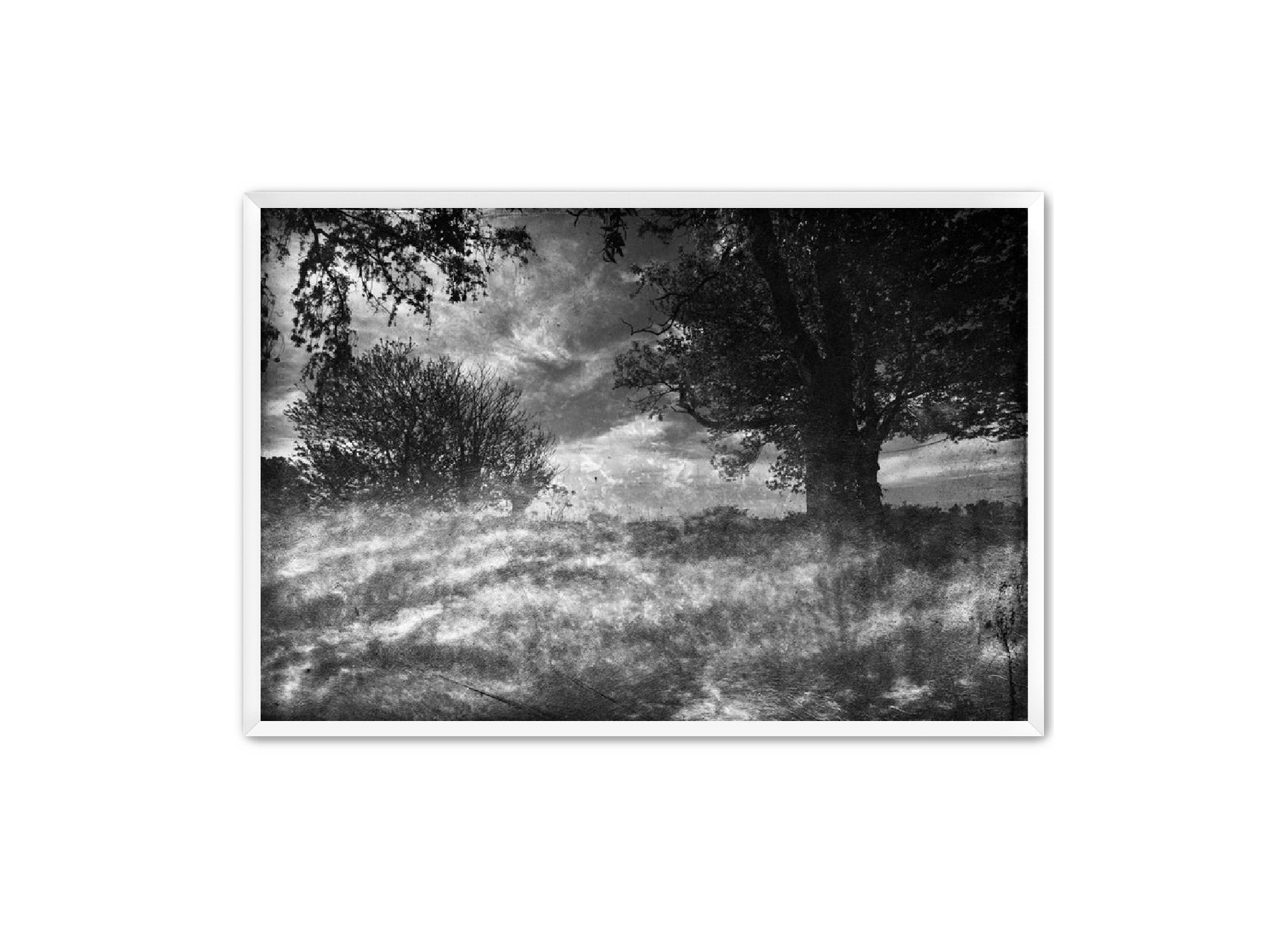 PhotoArt Prints 'CLOUDS IN TREES' Danielle Neumann Kelly