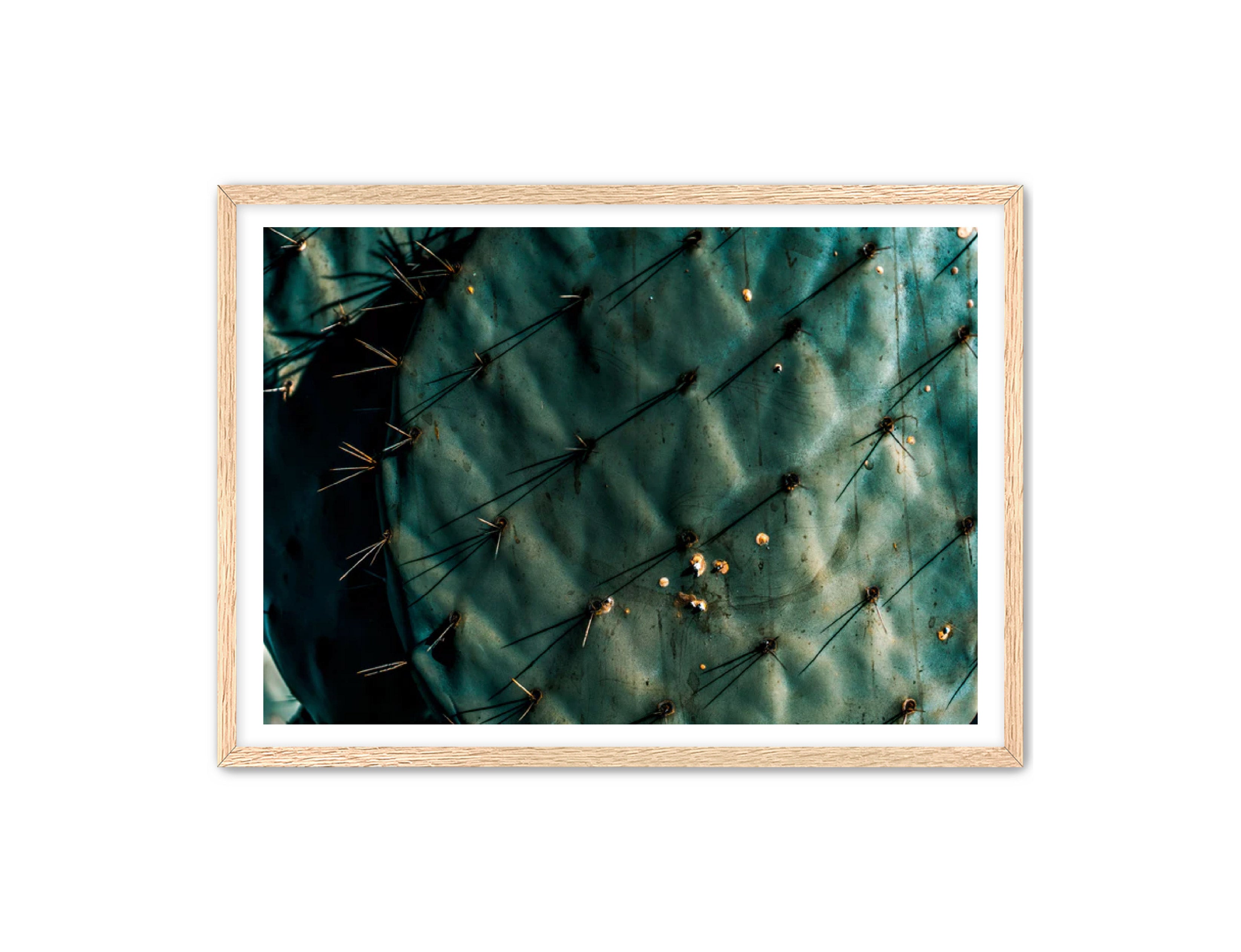 Photography Prints 'Nopal Azul' Reed Decker