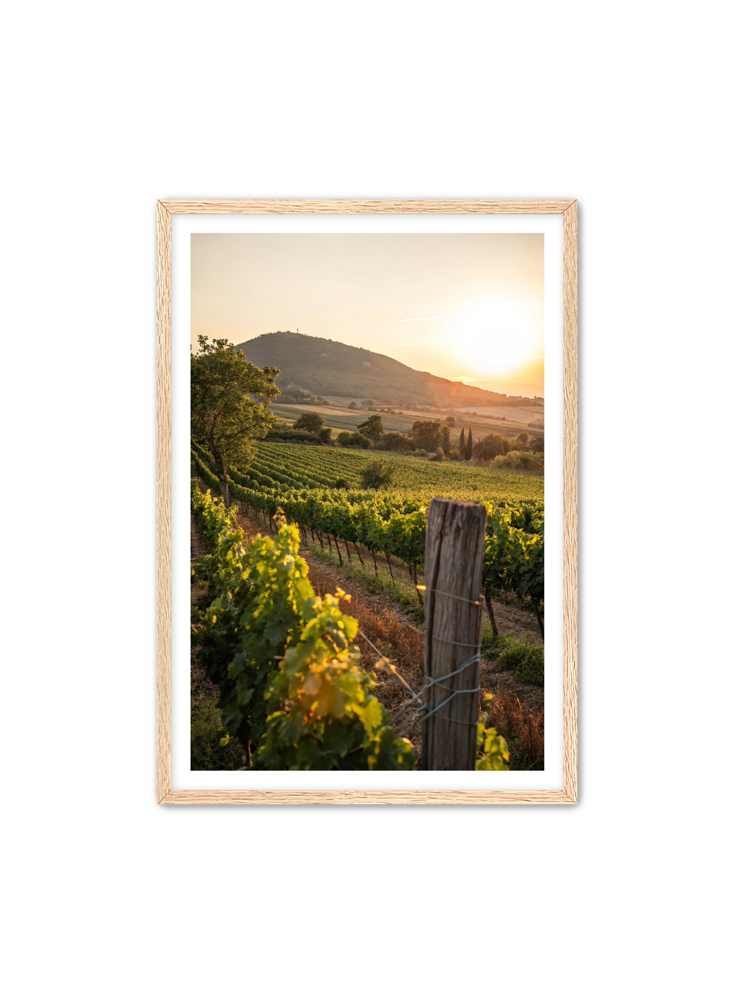 Apricus Prints 'Vines on the Vineyard' Apricus Art Collection