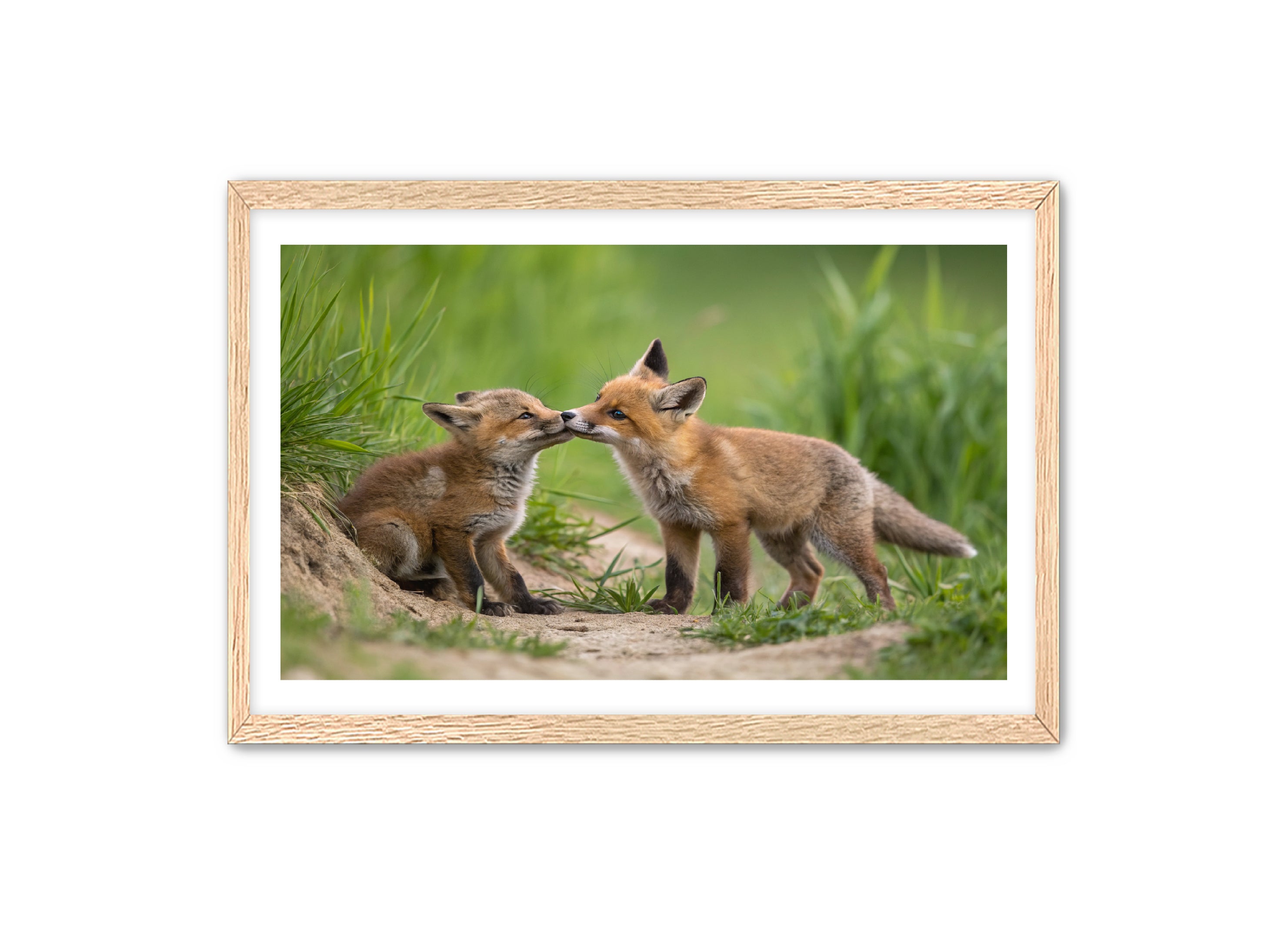 Apricus Prints 'Whiskers and Warmth' Apricus Art Collection