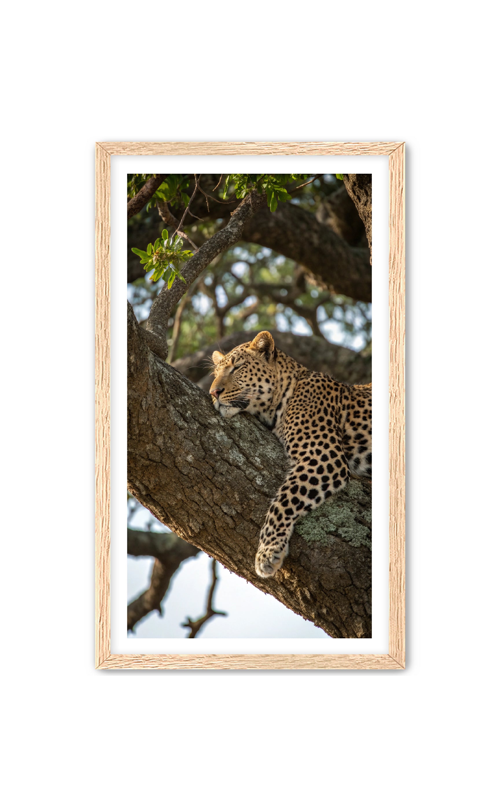 Apricus Prints 'Nap Time' Apricus Art Collection