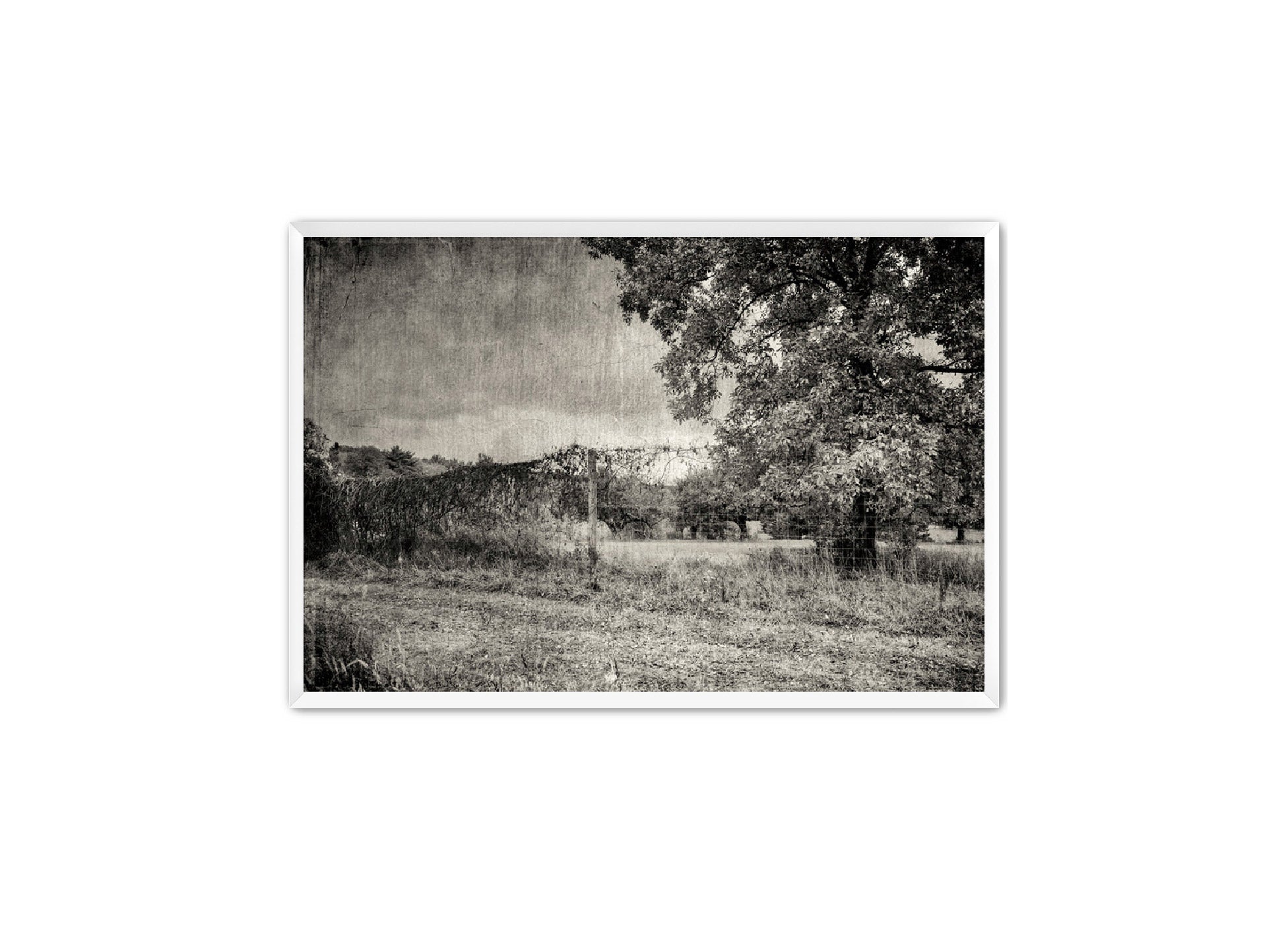 PhotoArt Prints 'ORCHARD B/W' Danielle Neumann Kelly