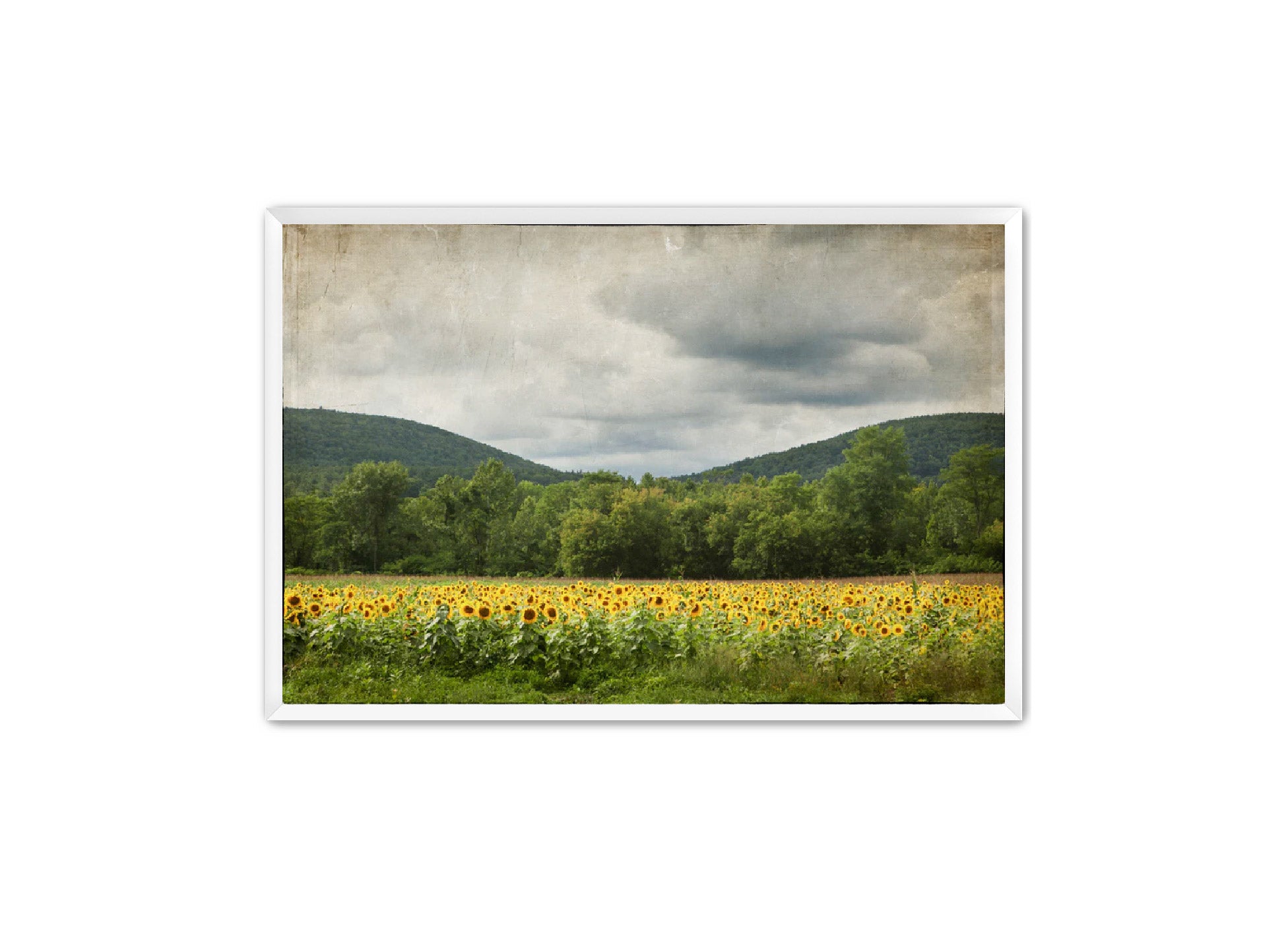 PhotoArt Prints 'SUNFLOWERS' Danielle Neumann Kelly