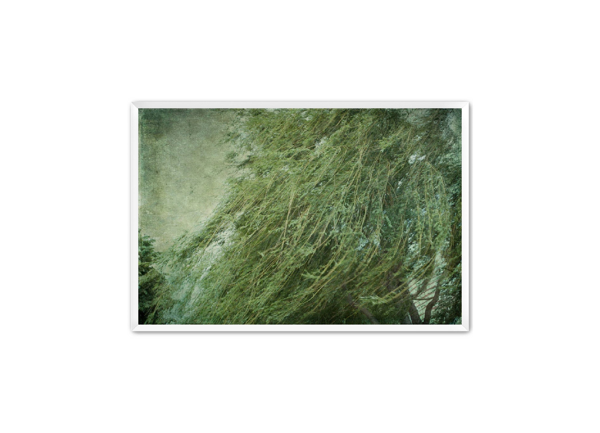 PhotoArt Prints 'TEXTURED TREES 2' Danielle Neumann Kelly