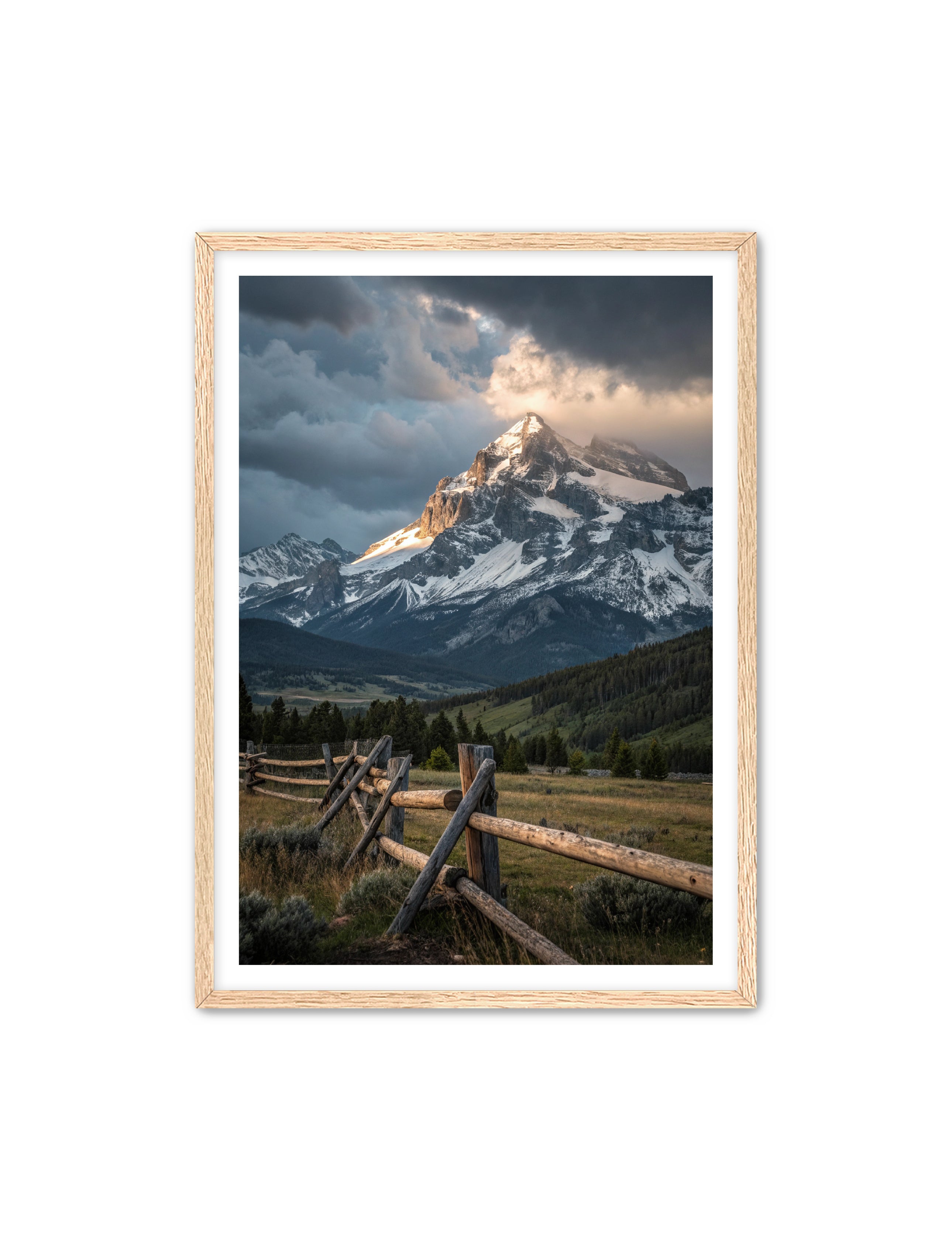 Apricus Prints Vaquero 'Fenced-in' Apricus Art Collection