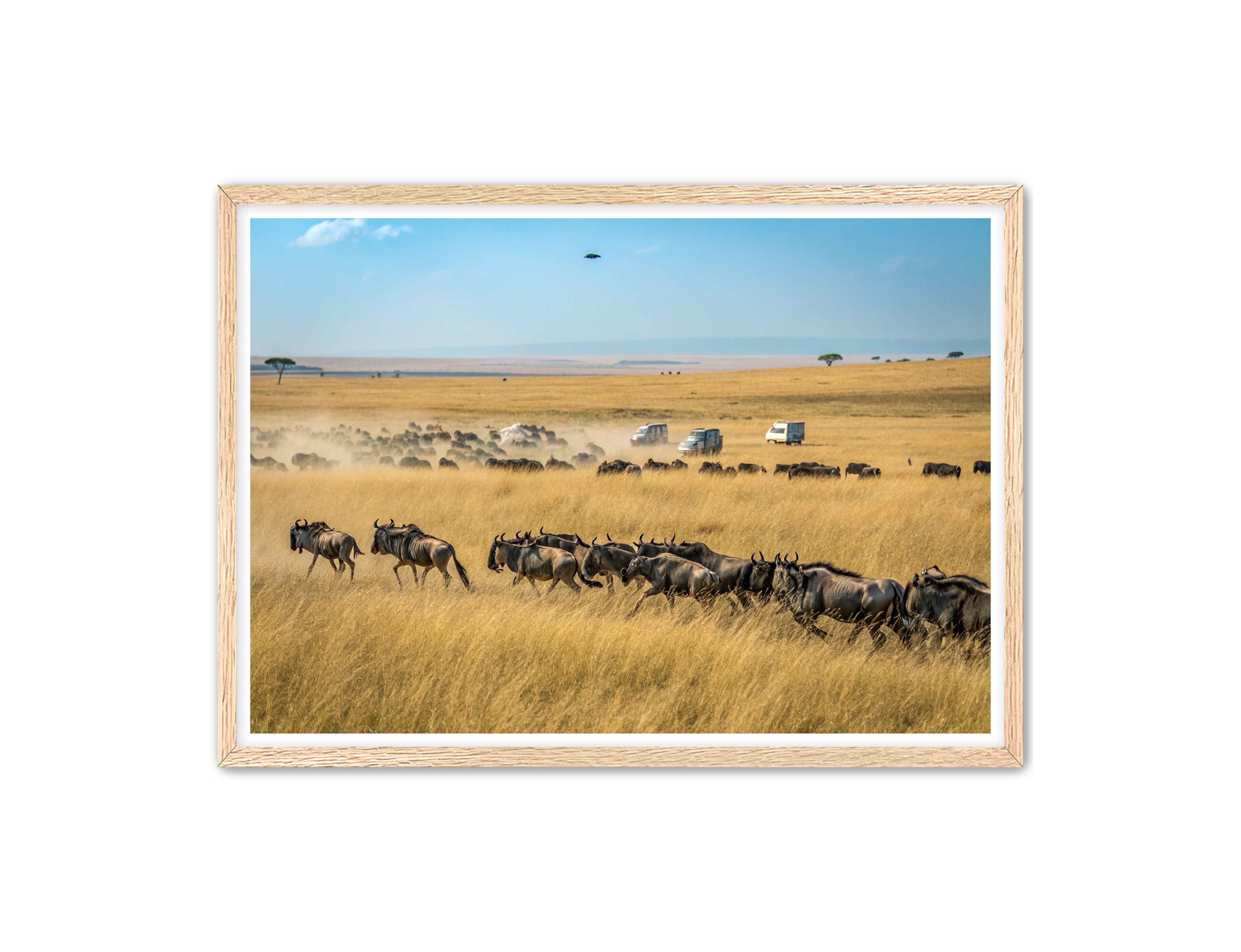 Apricus Prints 'Serengeti Stampede' Apricus Art Collection