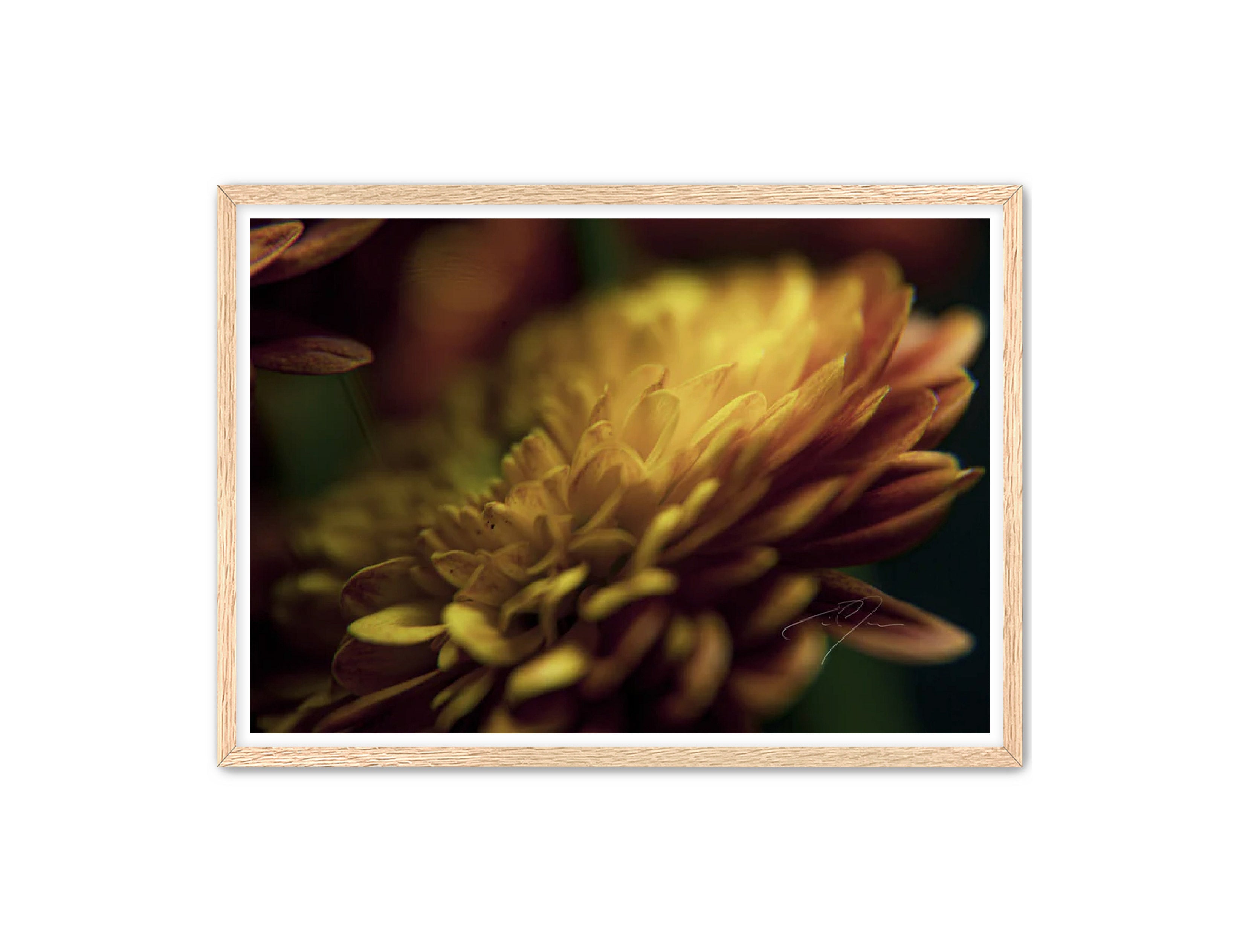 Art Contemporary Photography Prints 'Petal's Glow' Eric C. Jackson Studio