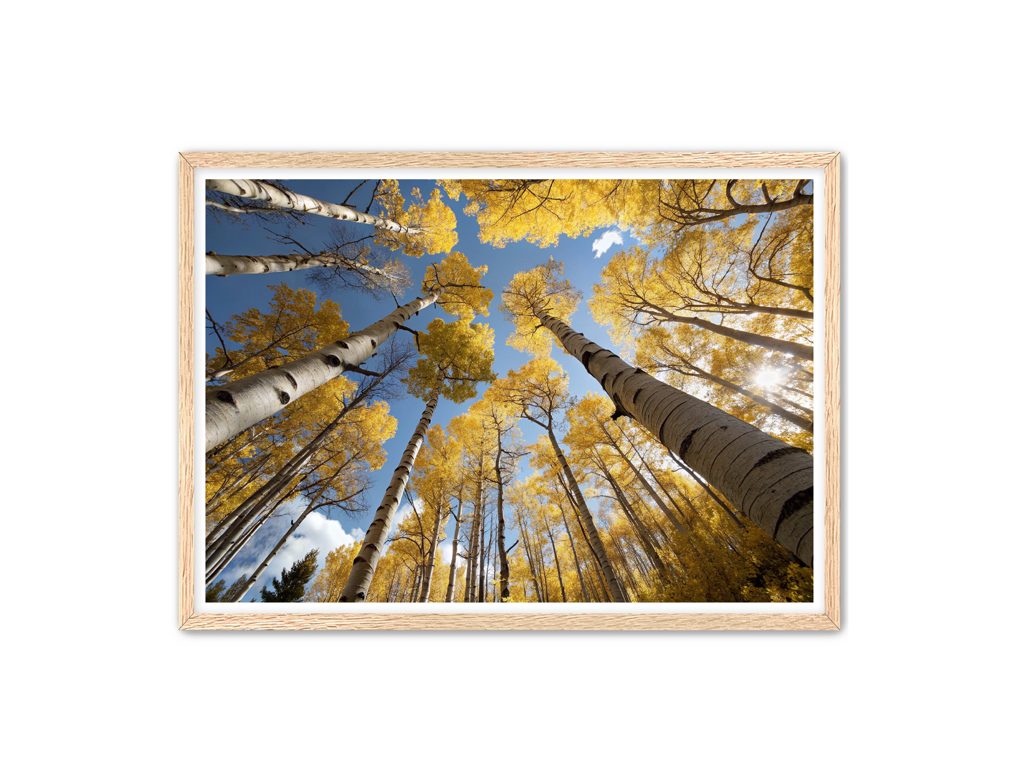 Apricus Prints 'Golden Reach' Apricus Art Collection