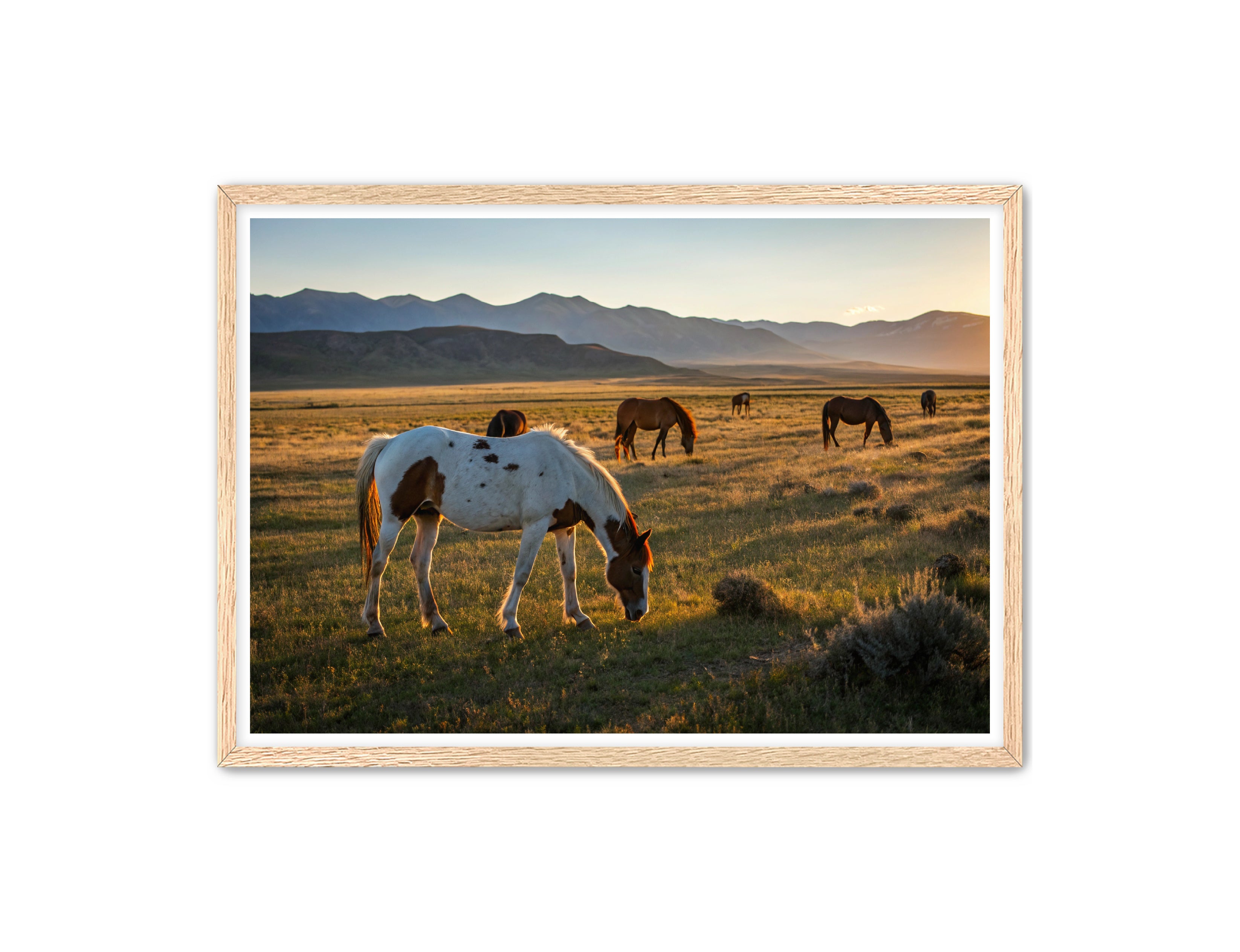 Apricus Prints Vaquero 'Evening Grazing' Apricus Art Collection