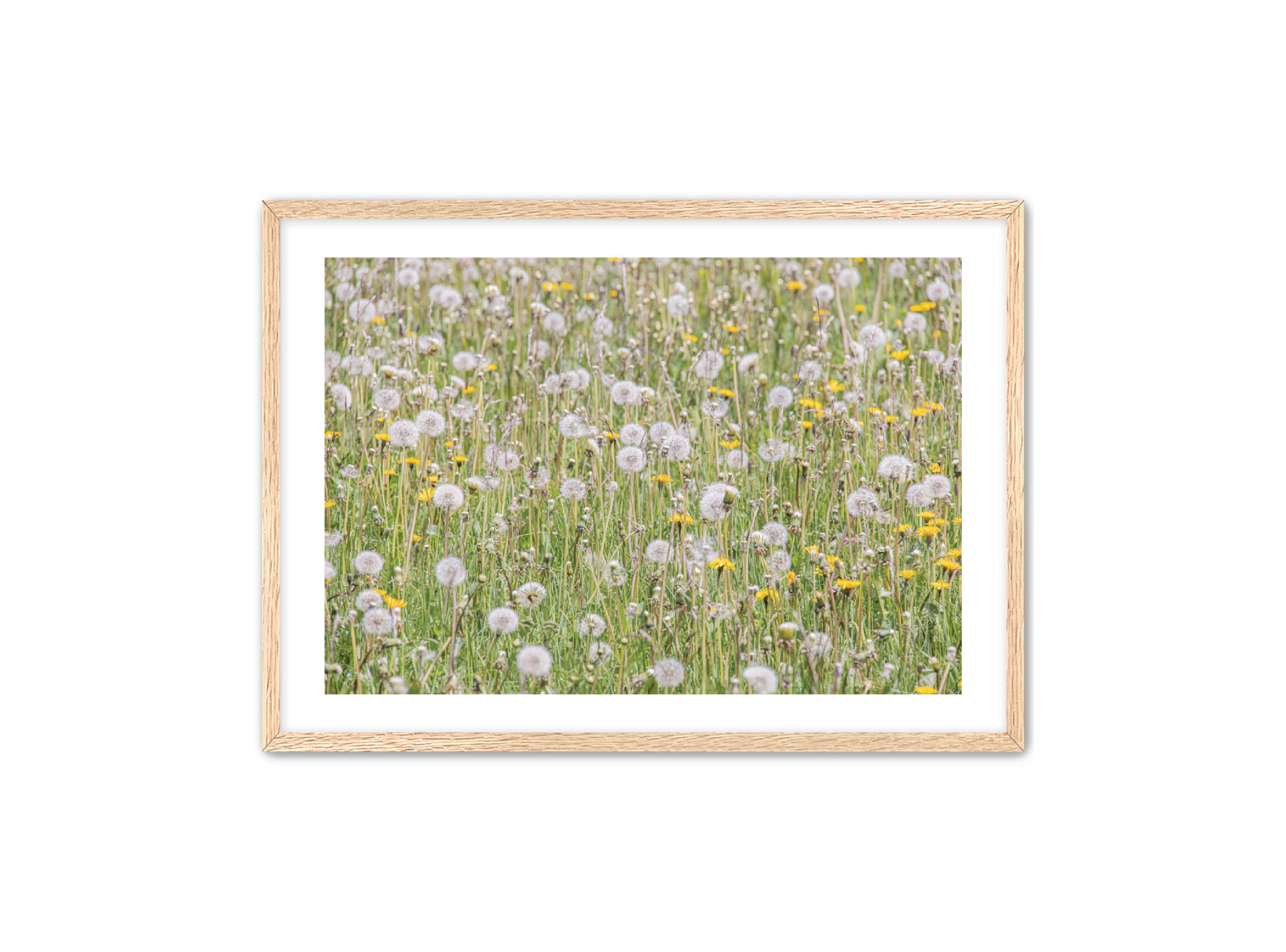 photography Prints 'FIELD OF FLOWERS' Erin Rudzinski