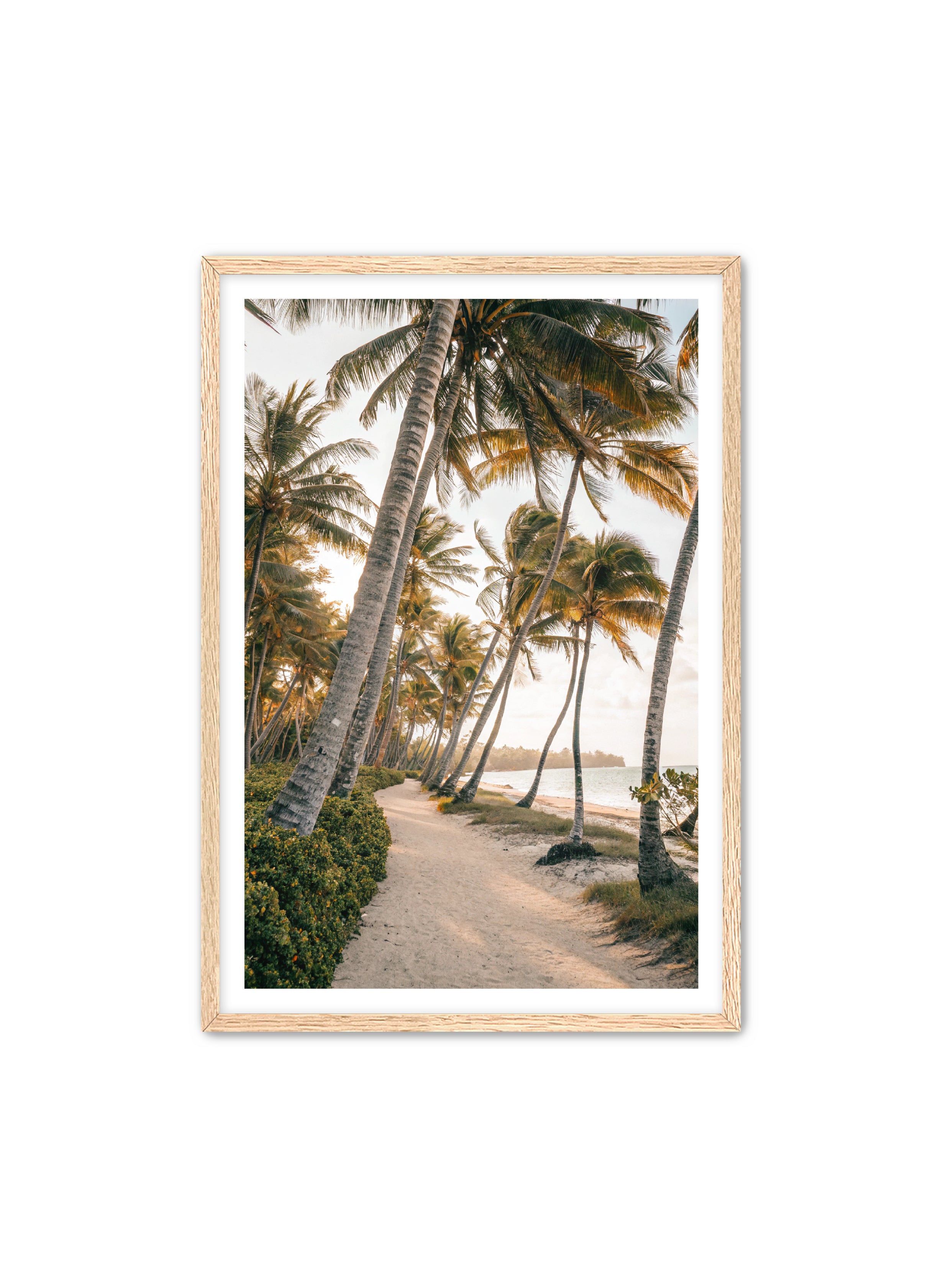 Apricus Prints Beaches 'Driftwood Dreams' Apricus Art Collection