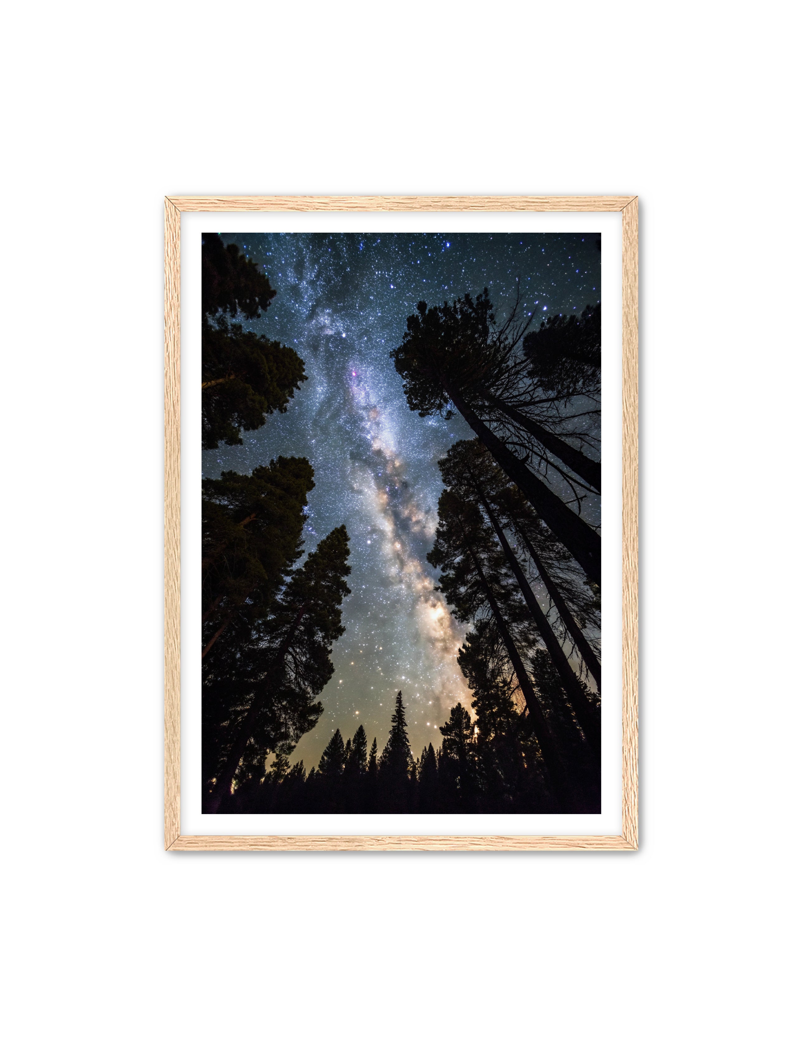 Apricus Prints 'Canopy of Eternity' Apricus Art Collection