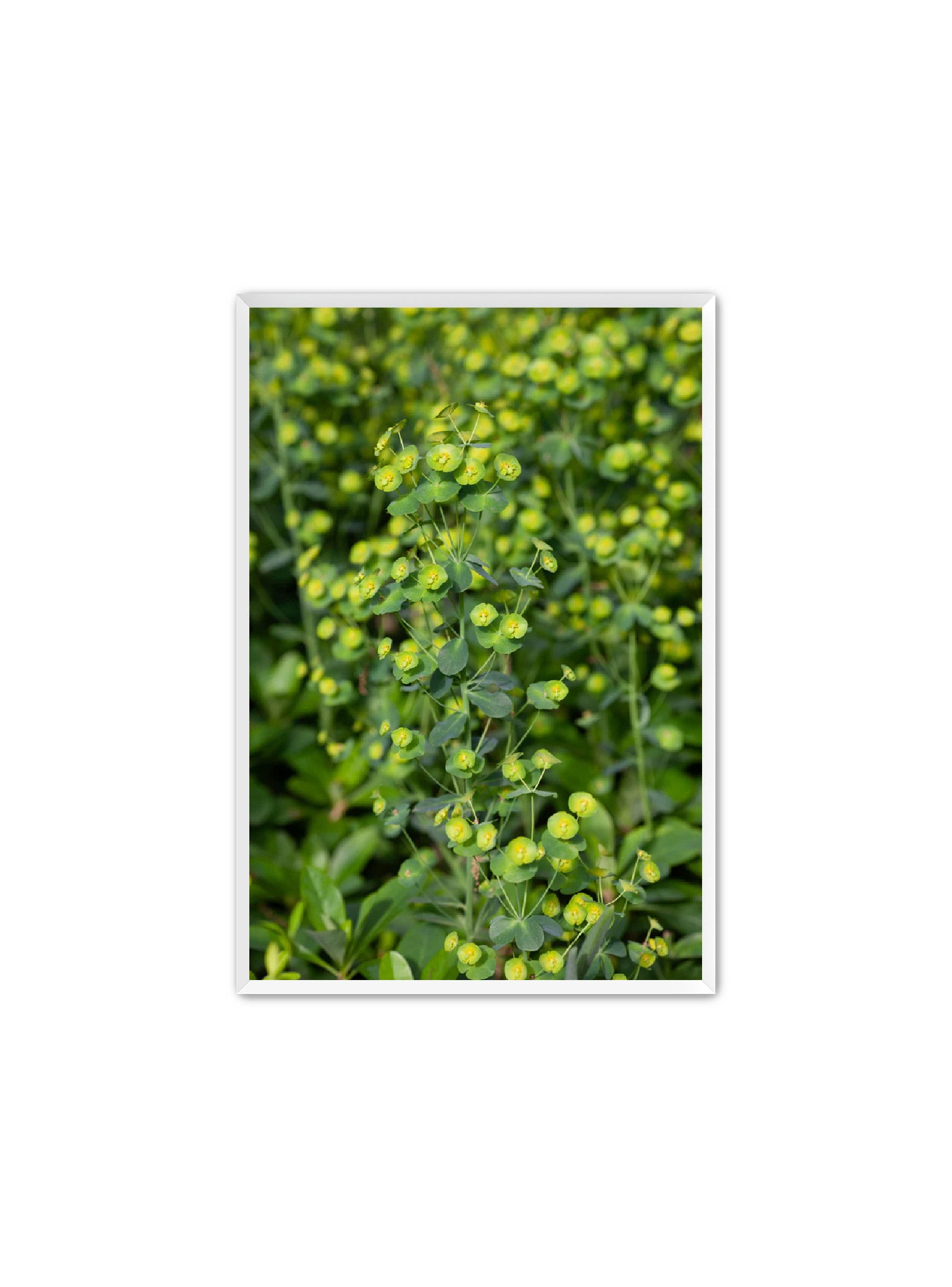 PhotoArt Prints 'GREENERY' Danielle Neumann Kelly