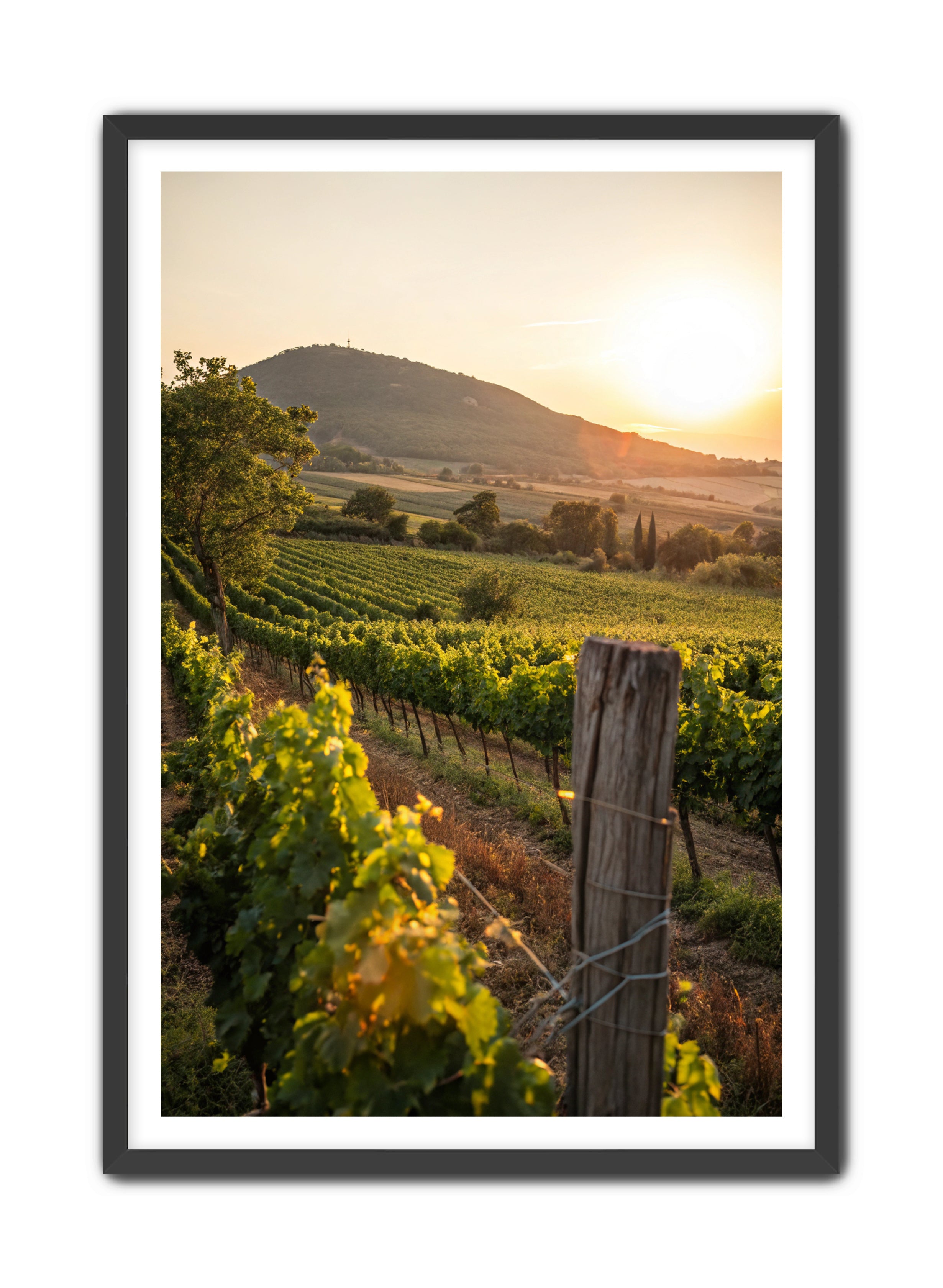 Apricus Prints 'Vines on the Vineyard' Apricus Art Collection