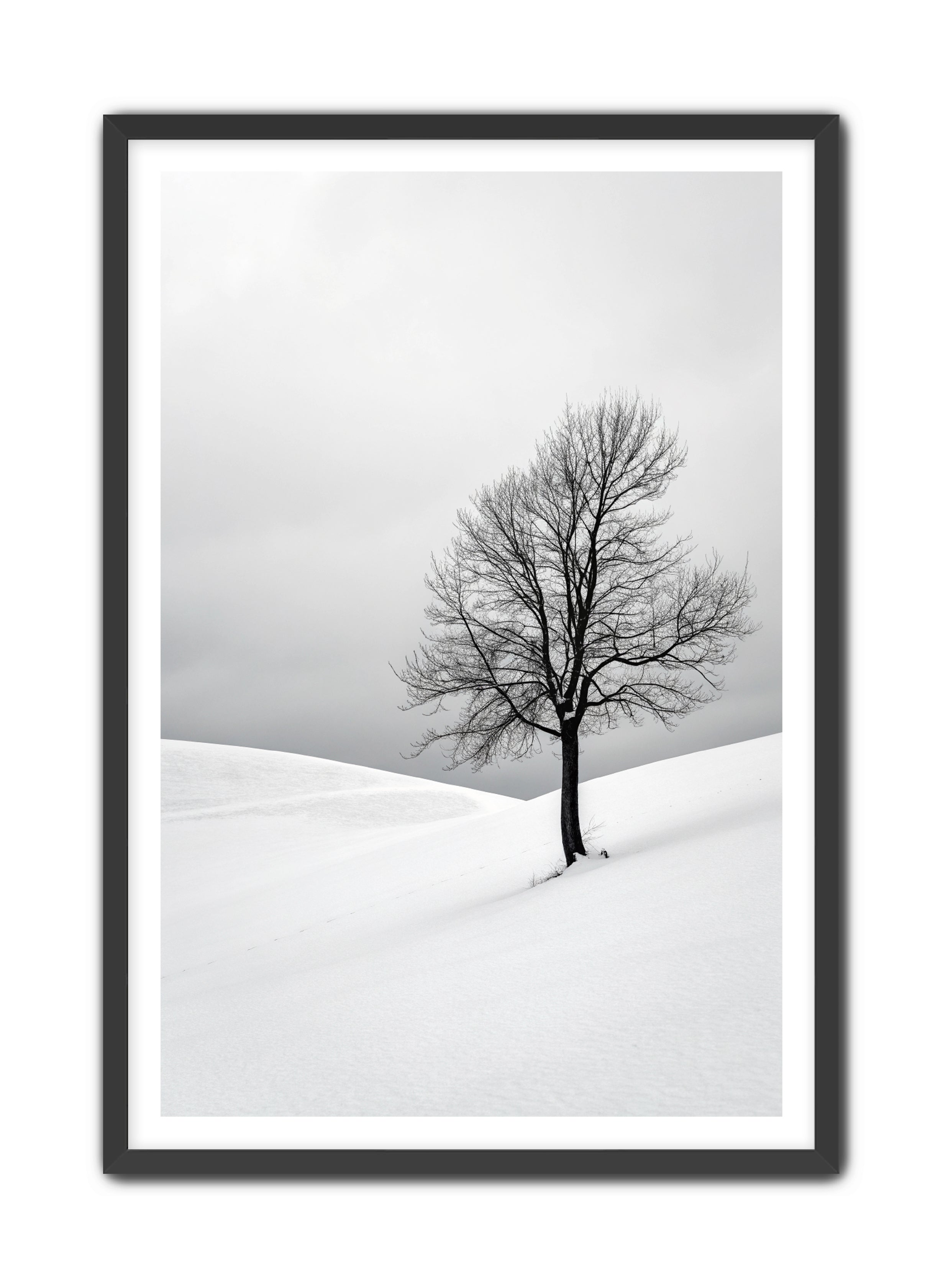 Apricus Prints 'Winter Whisper' Apricus Art Collection