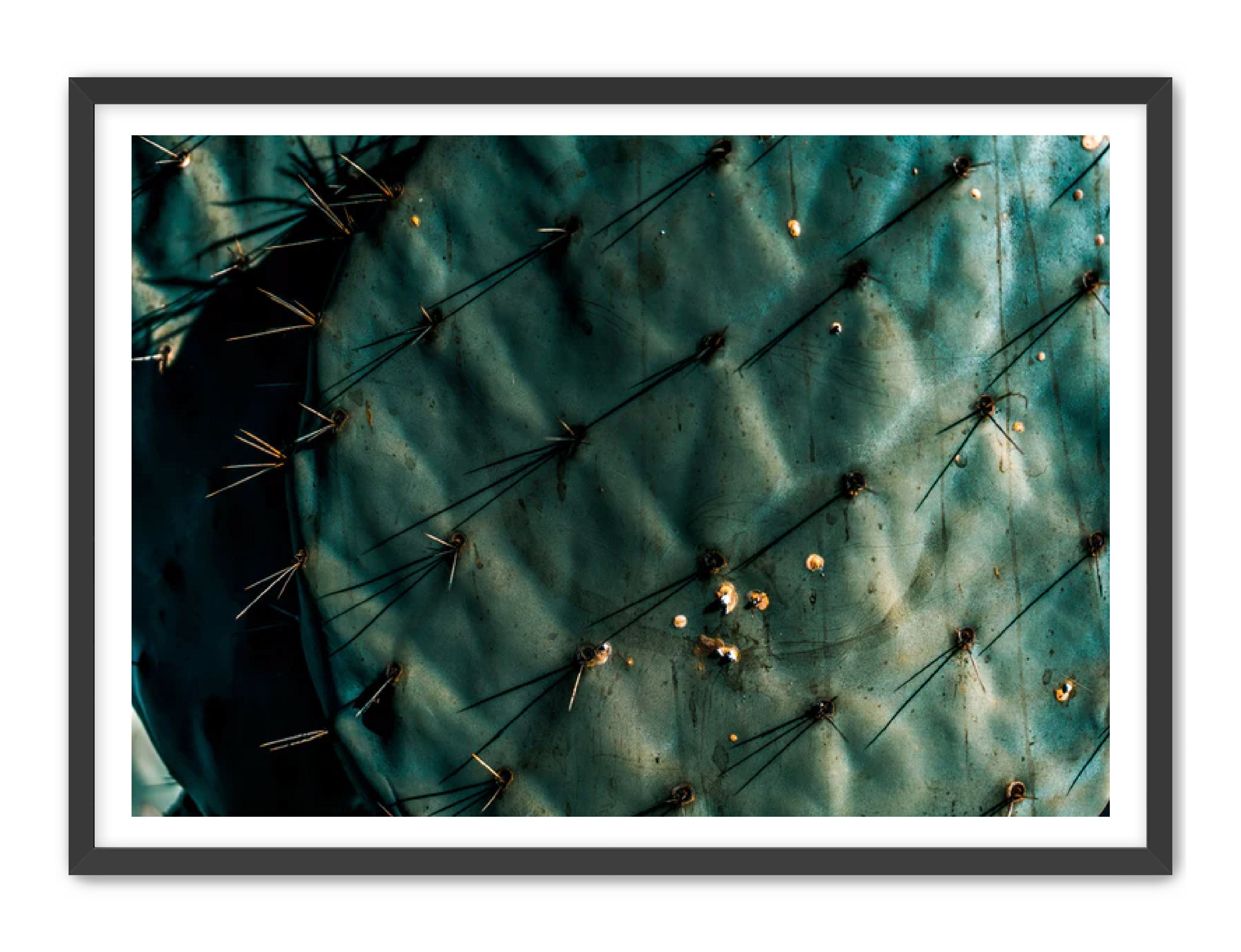 Photography Prints 'Nopal Azul' Reed Decker