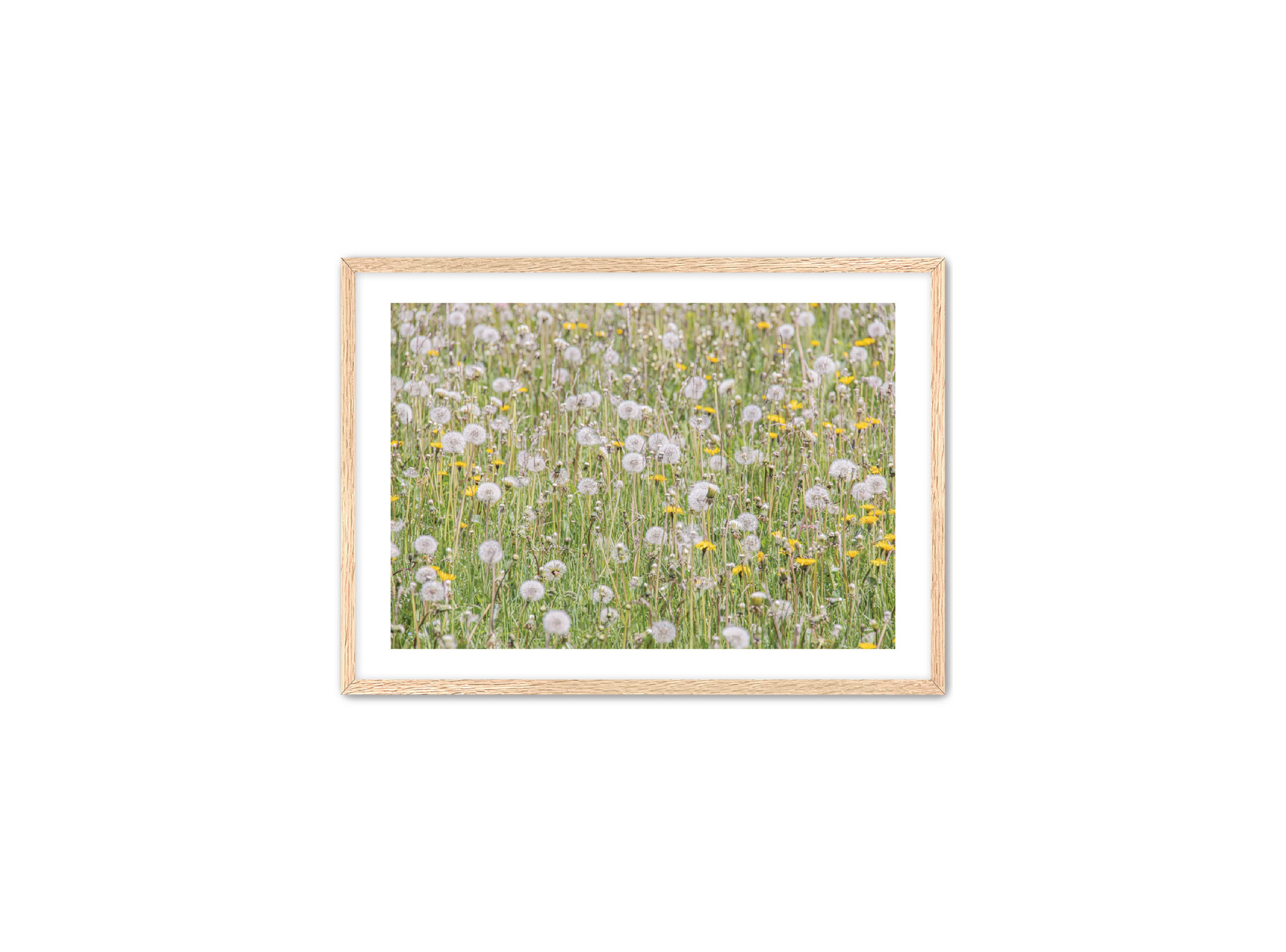 photography Prints 'FIELD OF FLOWERS' Erin Rudzinski