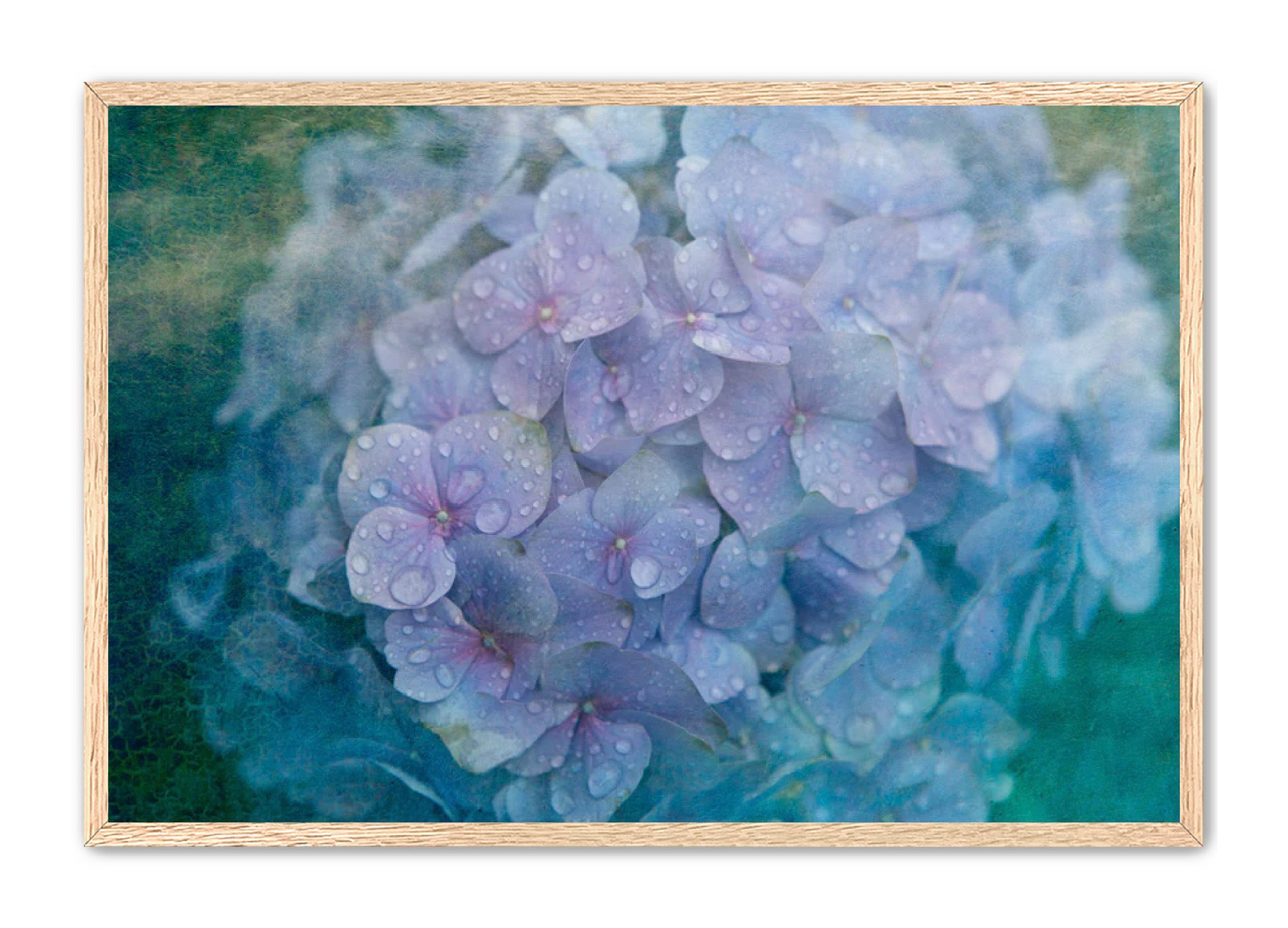 PhotoArt Prints 'HYDRANGEA' Danielle Neumann Kelly