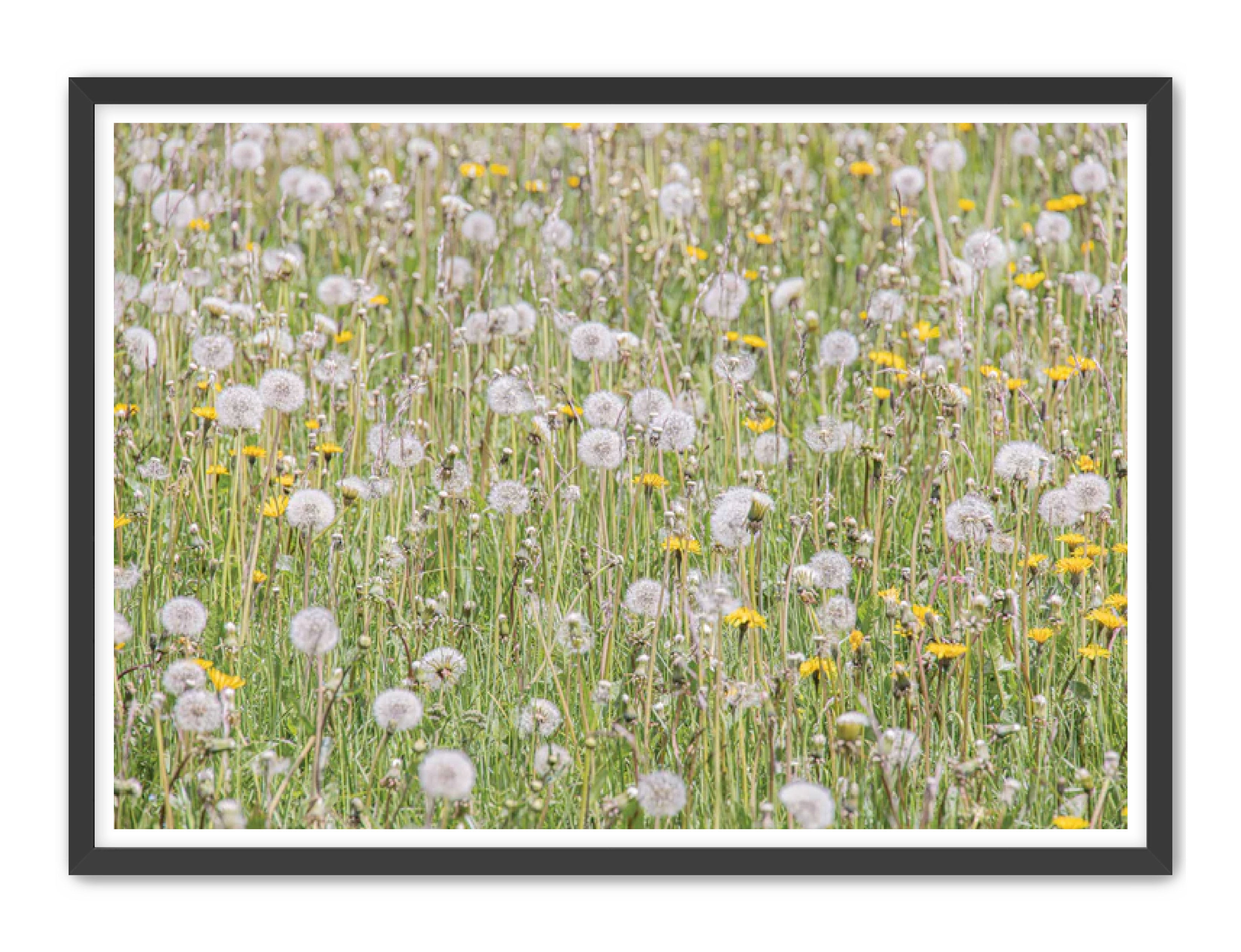 photography Prints 'FIELD OF FLOWERS' Erin Rudzinski