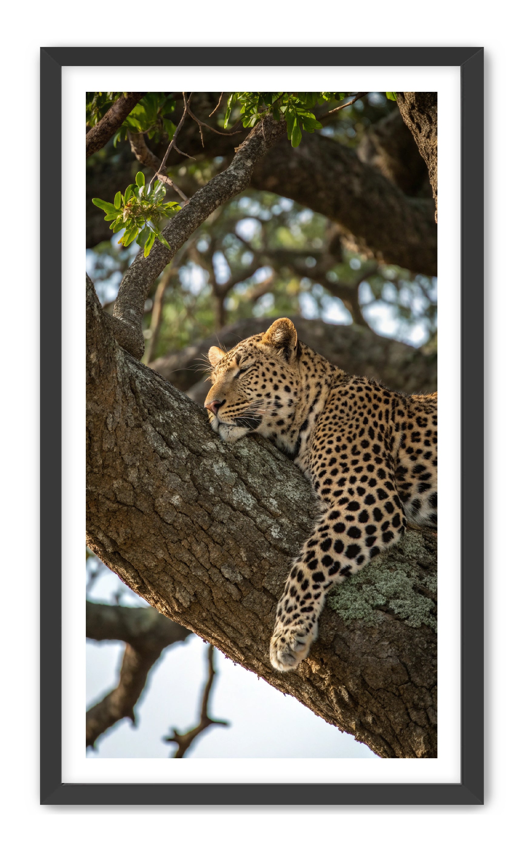 Apricus Prints 'Nap Time' Apricus Art Collection