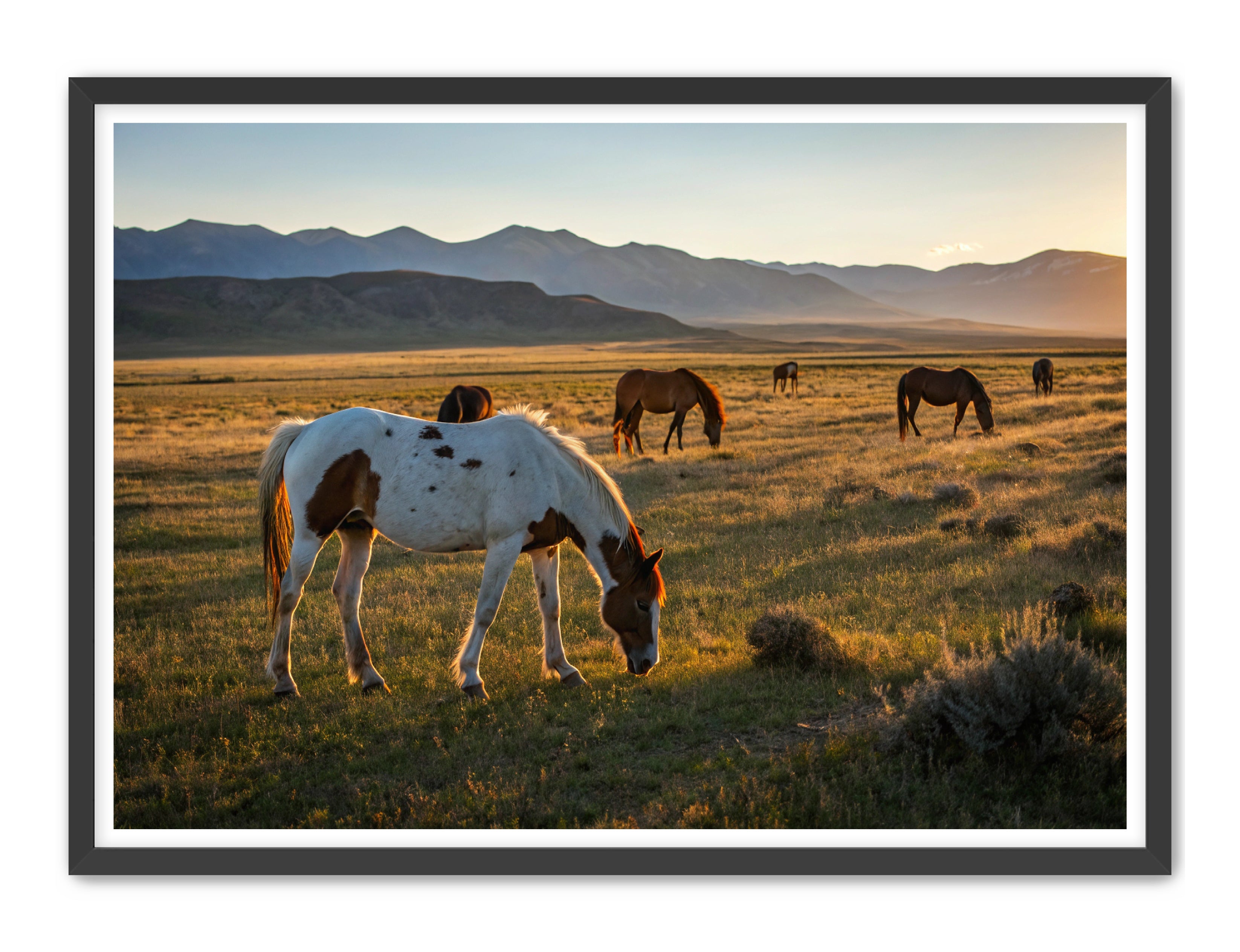 Apricus Prints Vaquero 'Evening Grazing' Apricus Art Collection