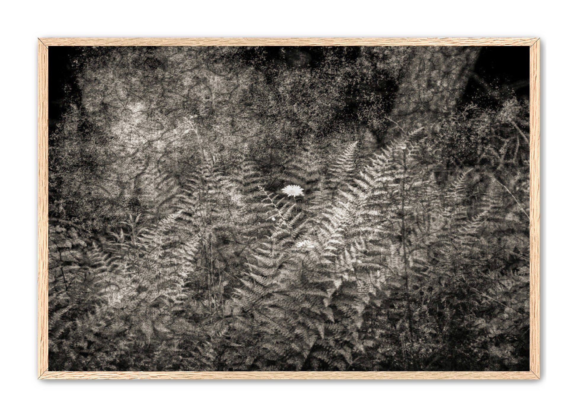 PhotoArt Prints 'FERNS' Danielle Neumann Kelly