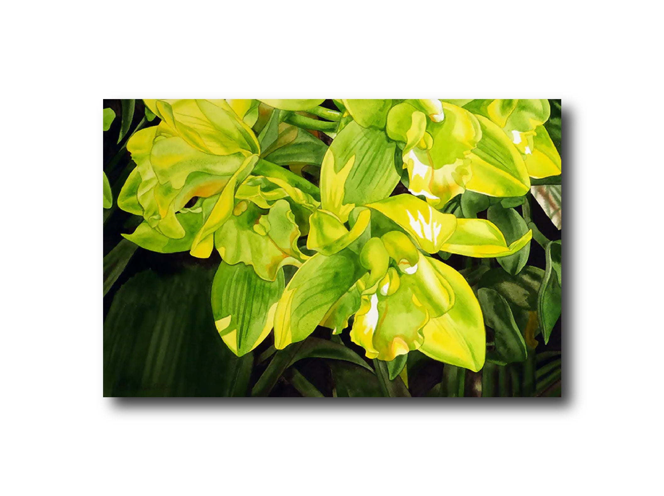 Garden Orchid