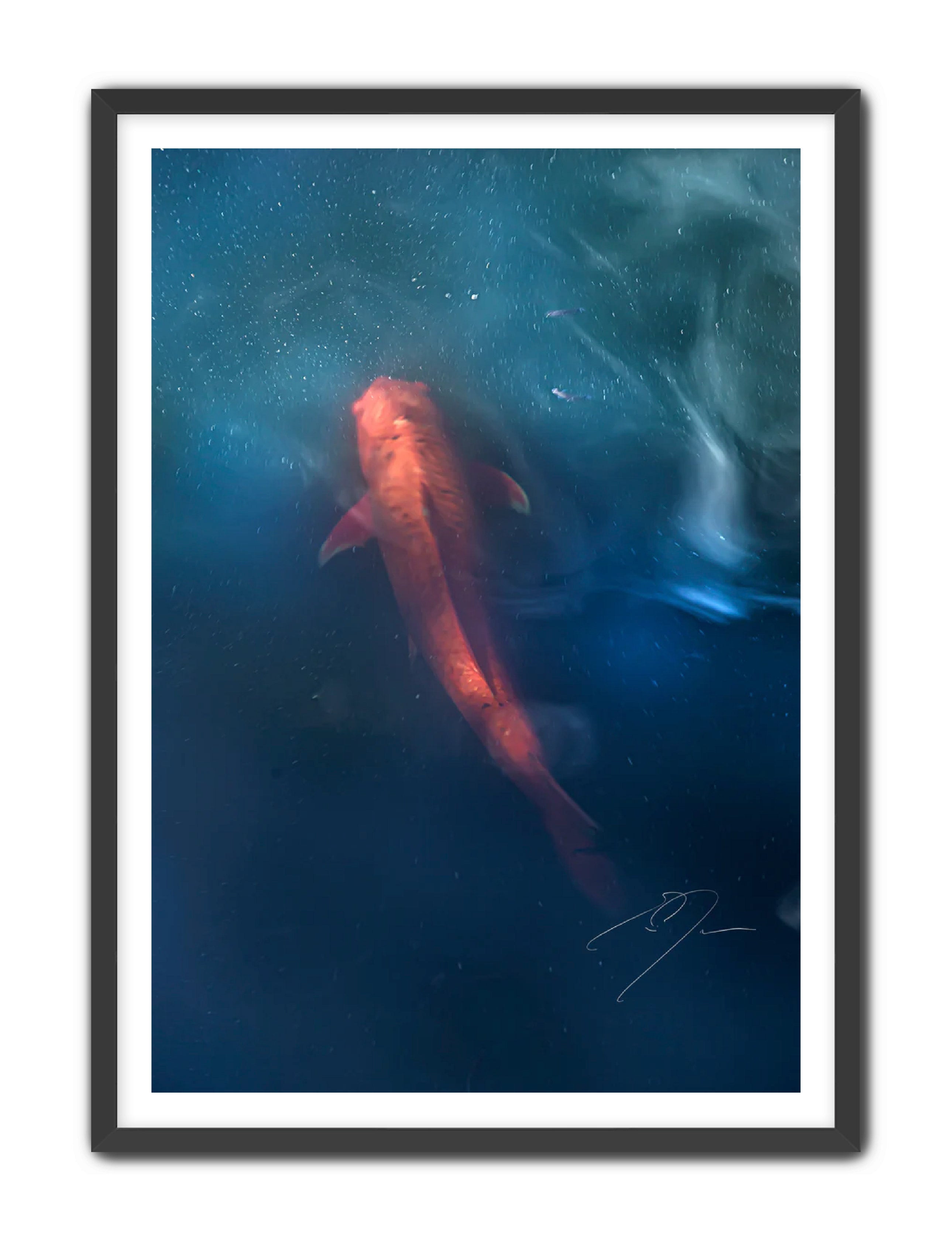 Art Contemporary Photography Prints 'KOI' - Photography Eric C. Jackson Studio