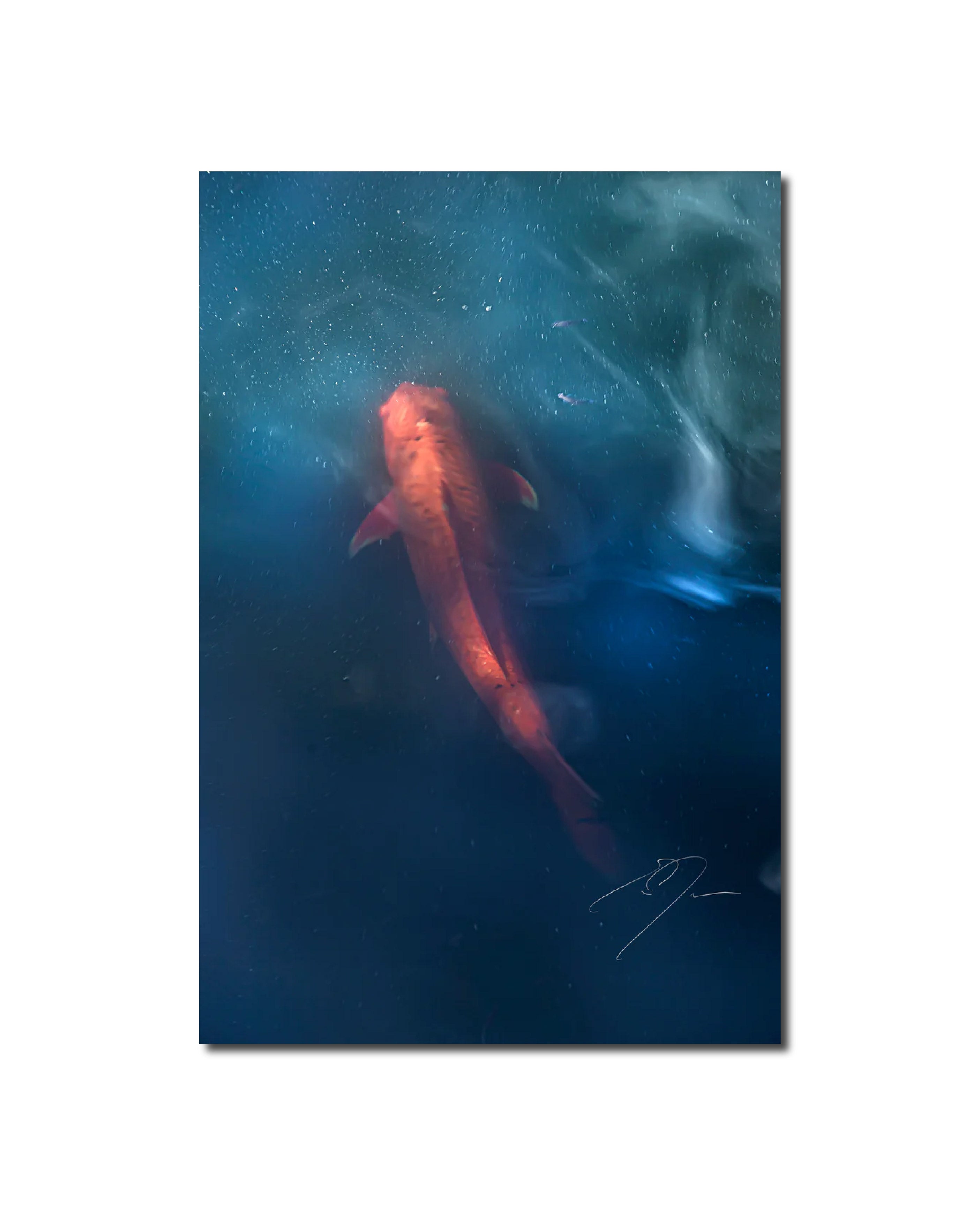 Art Contemporary Photography Prints 'KOI' - Photography Eric C. Jackson Studio