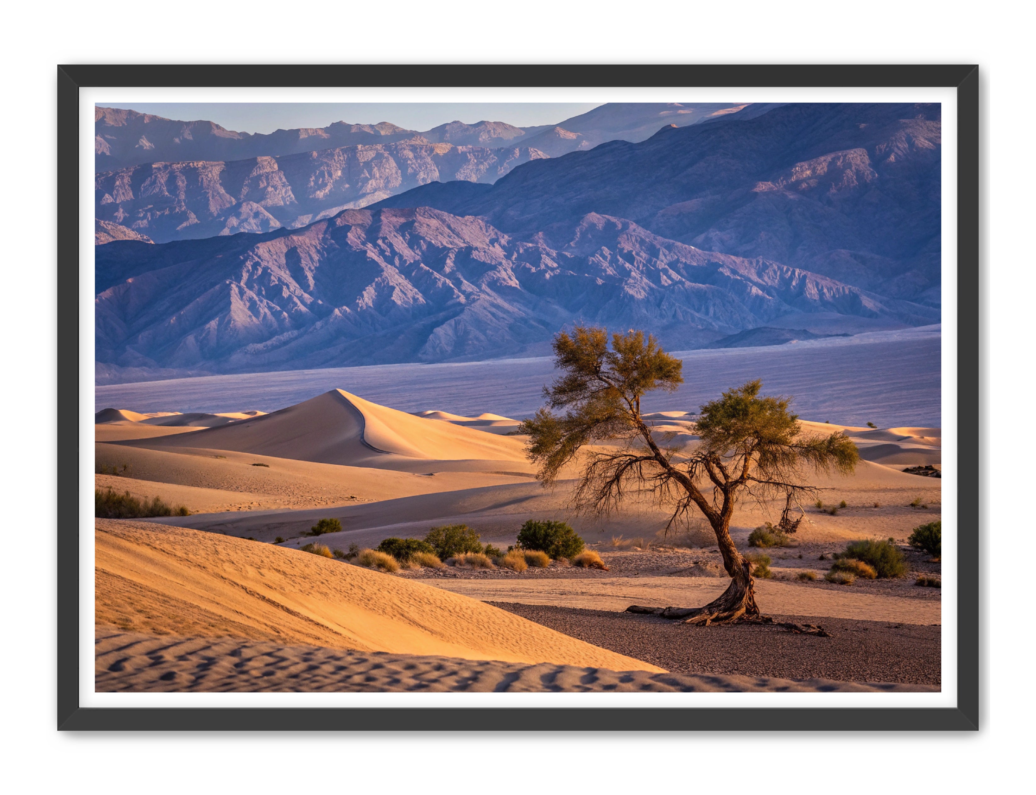 Apricus Prints 'Alone in the Desert' Apricus Art Collection