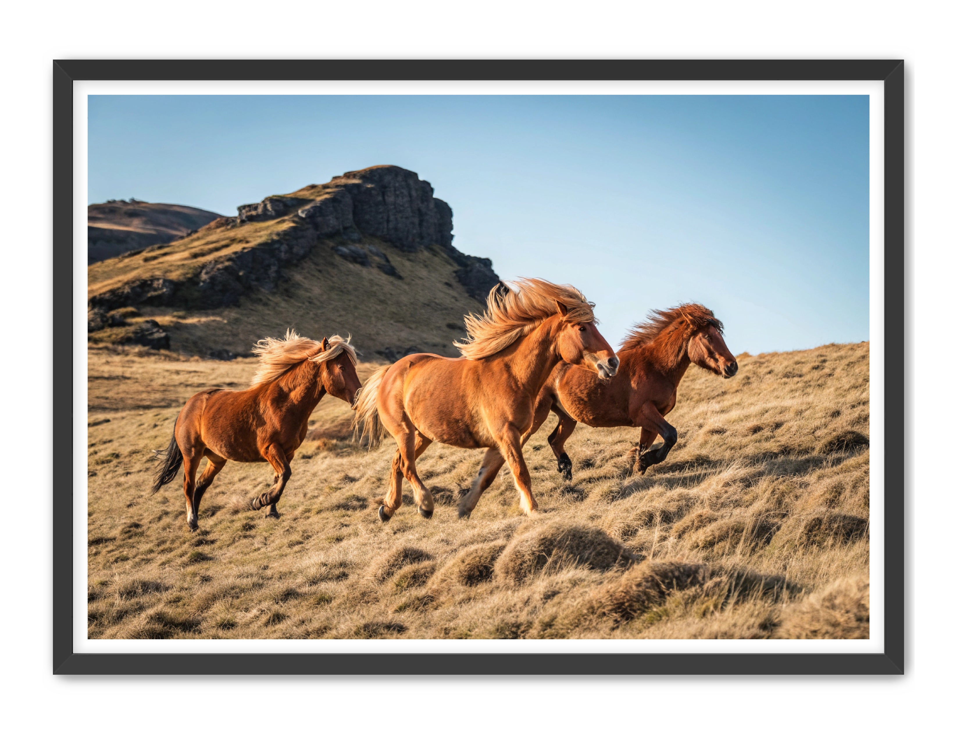 Apricus Prints Vaquero 'Wild Ponies' Apricus Art Collection