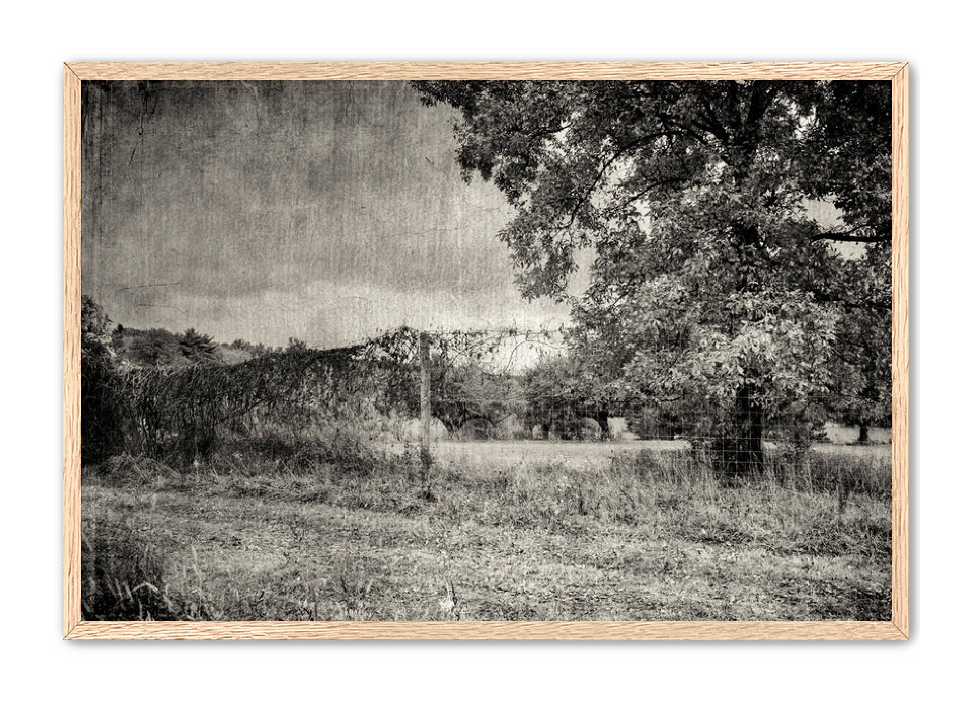 PhotoArt Prints 'ORCHARD B/W' Danielle Neumann Kelly