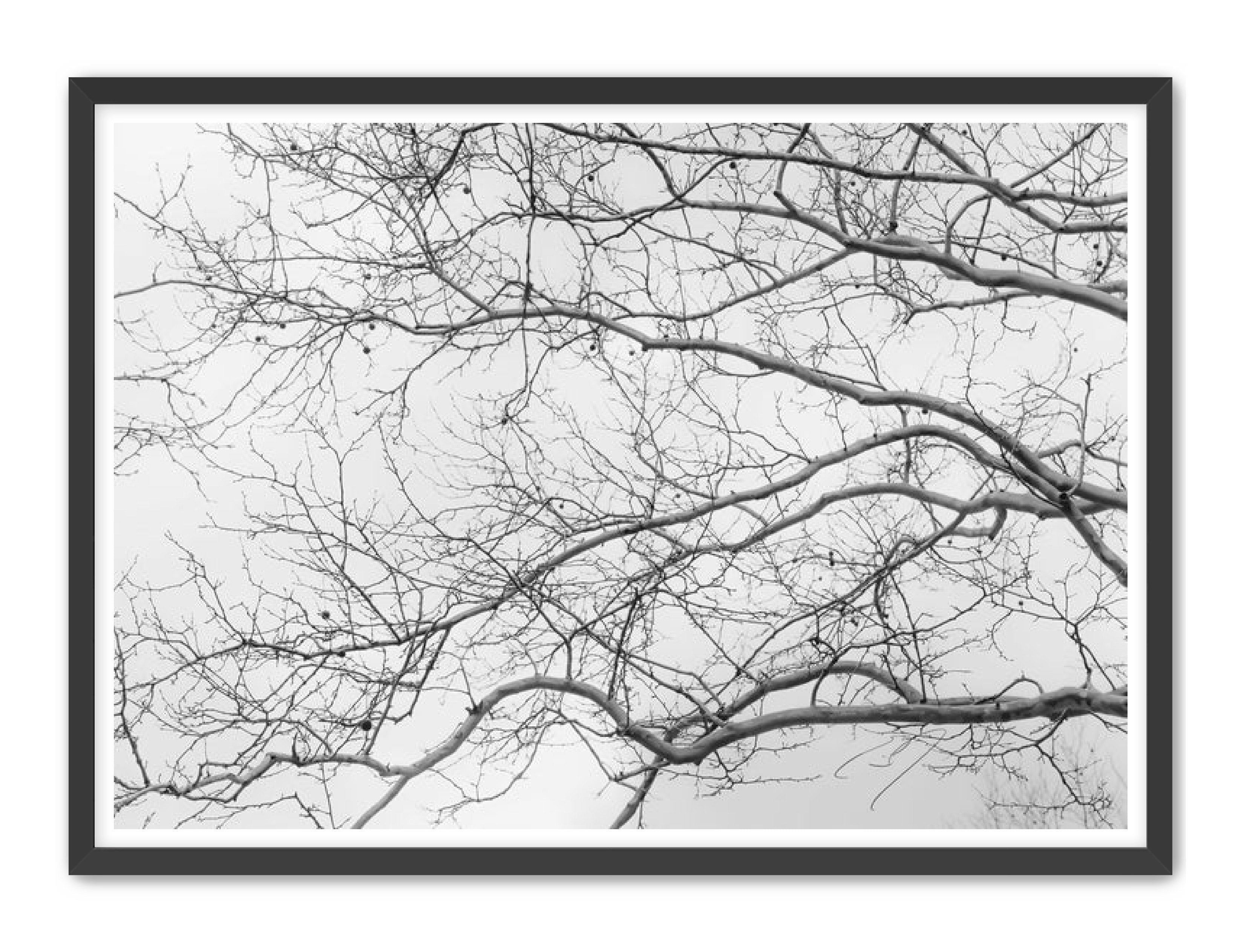 Art Contemporary Photography Prints 'Intertwined' Eric C. Jackson Studio