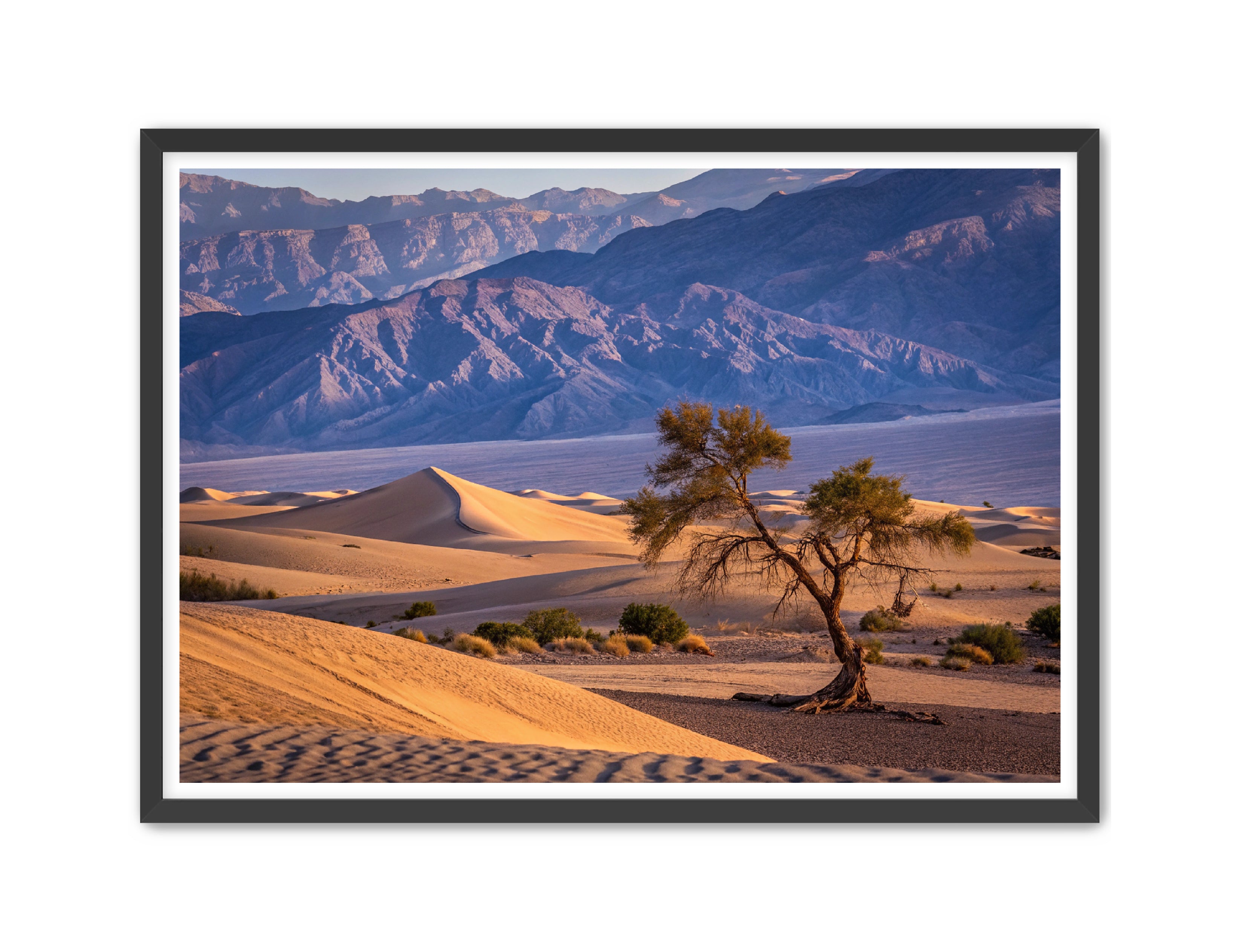 Apricus Prints 'Alone in the Desert' Apricus Art Collection