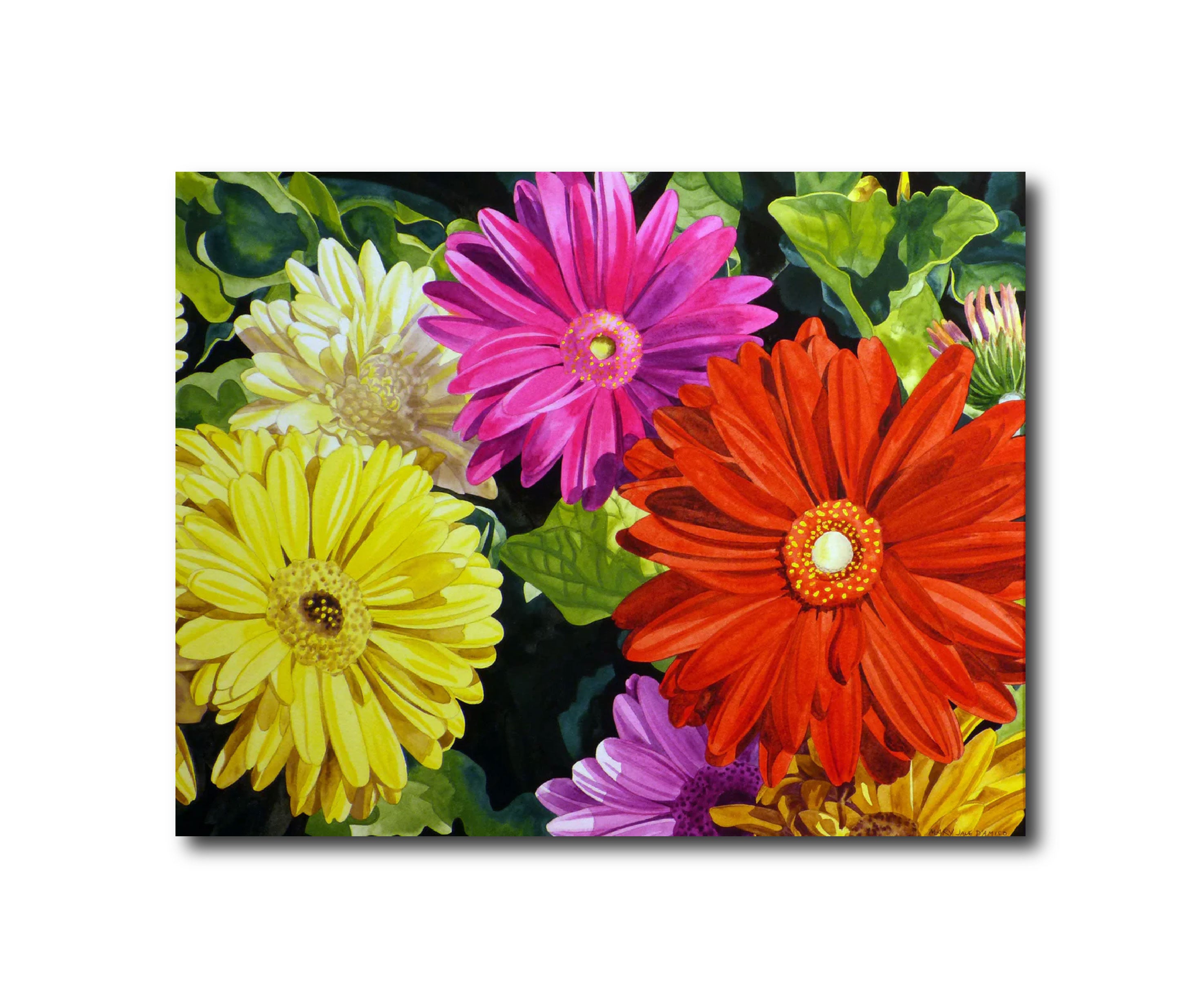 Gerber Daisy