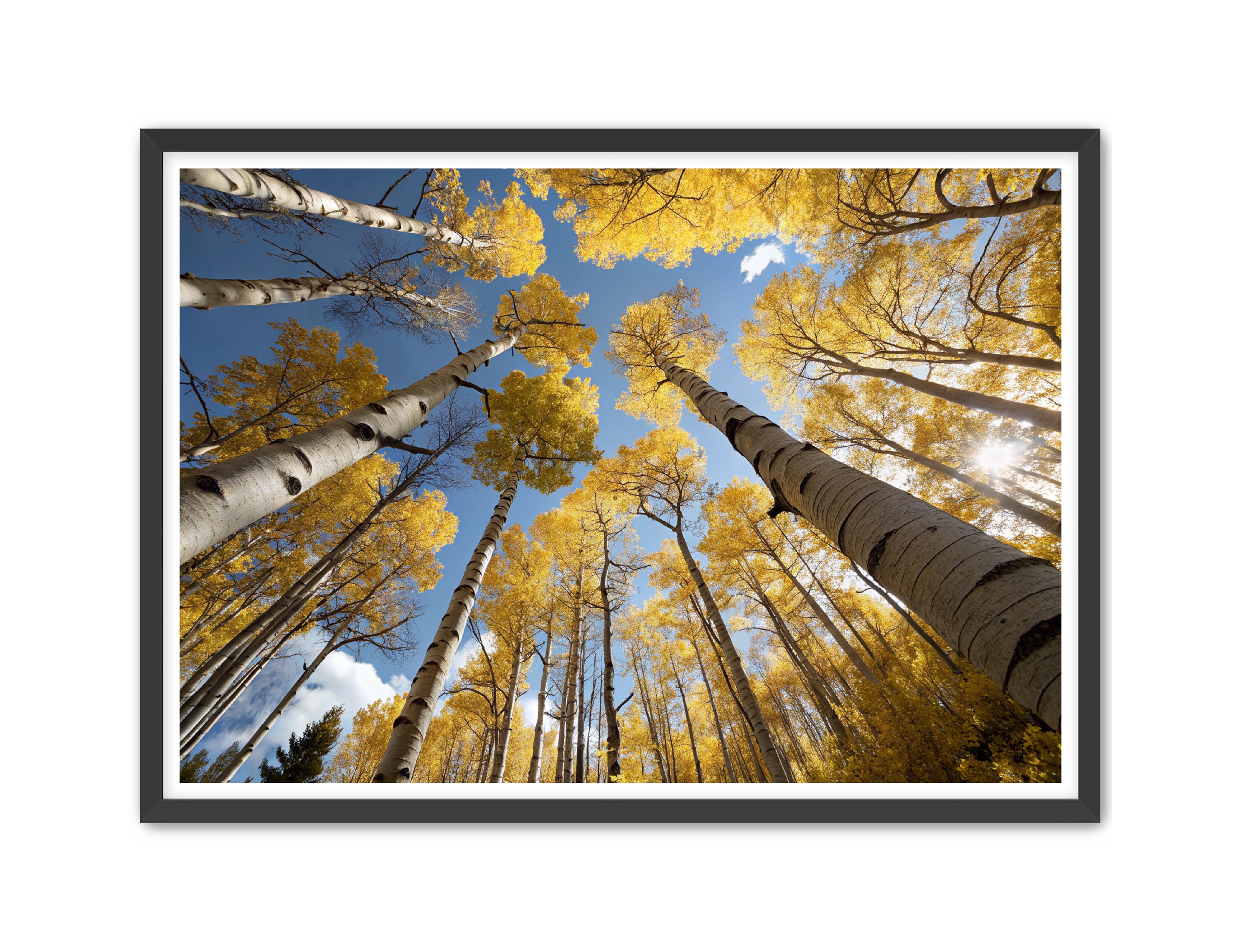 Apricus Prints 'Golden Reach' Apricus Art Collection