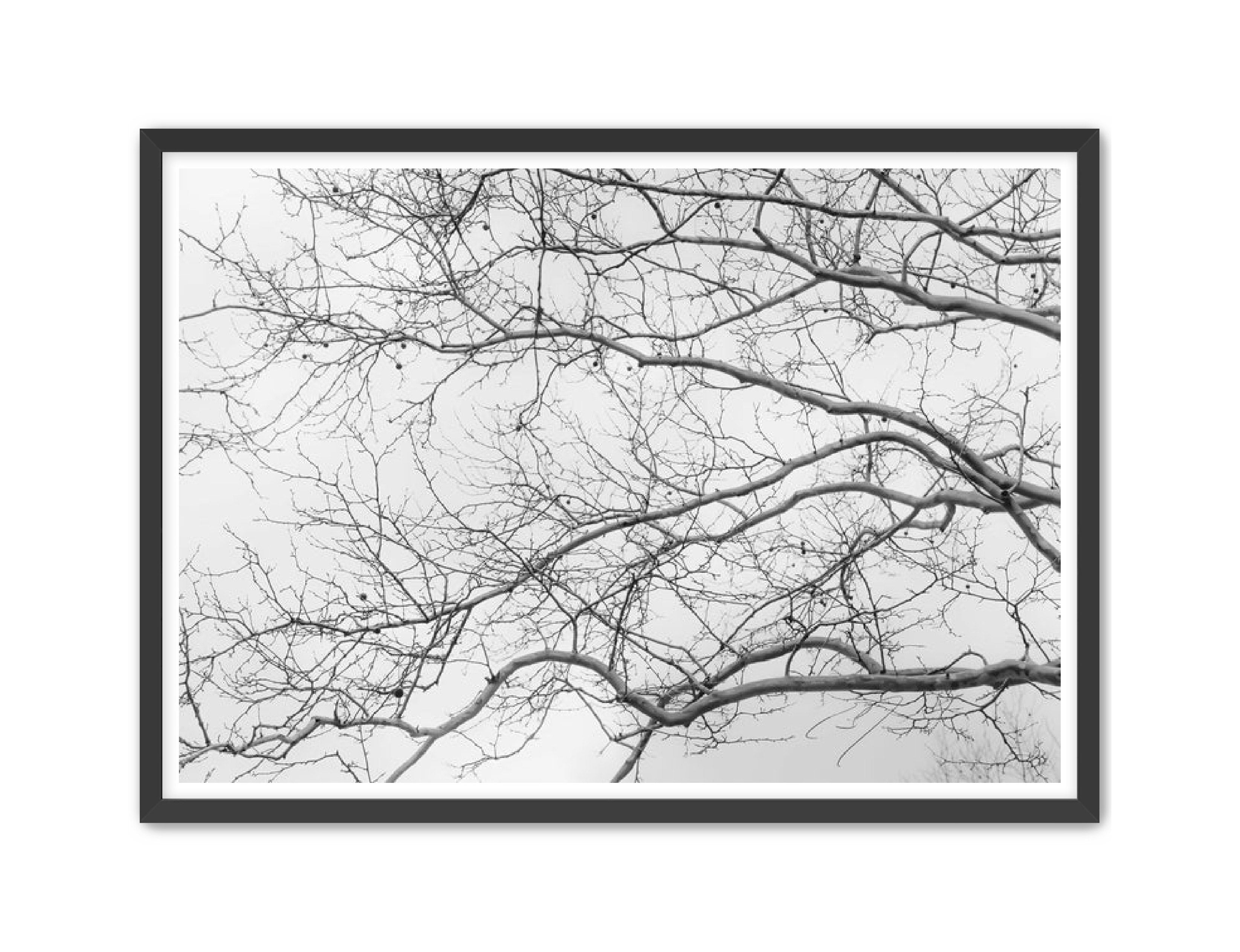 Art Contemporary Photography Prints 'Intertwined' Eric C. Jackson Studio