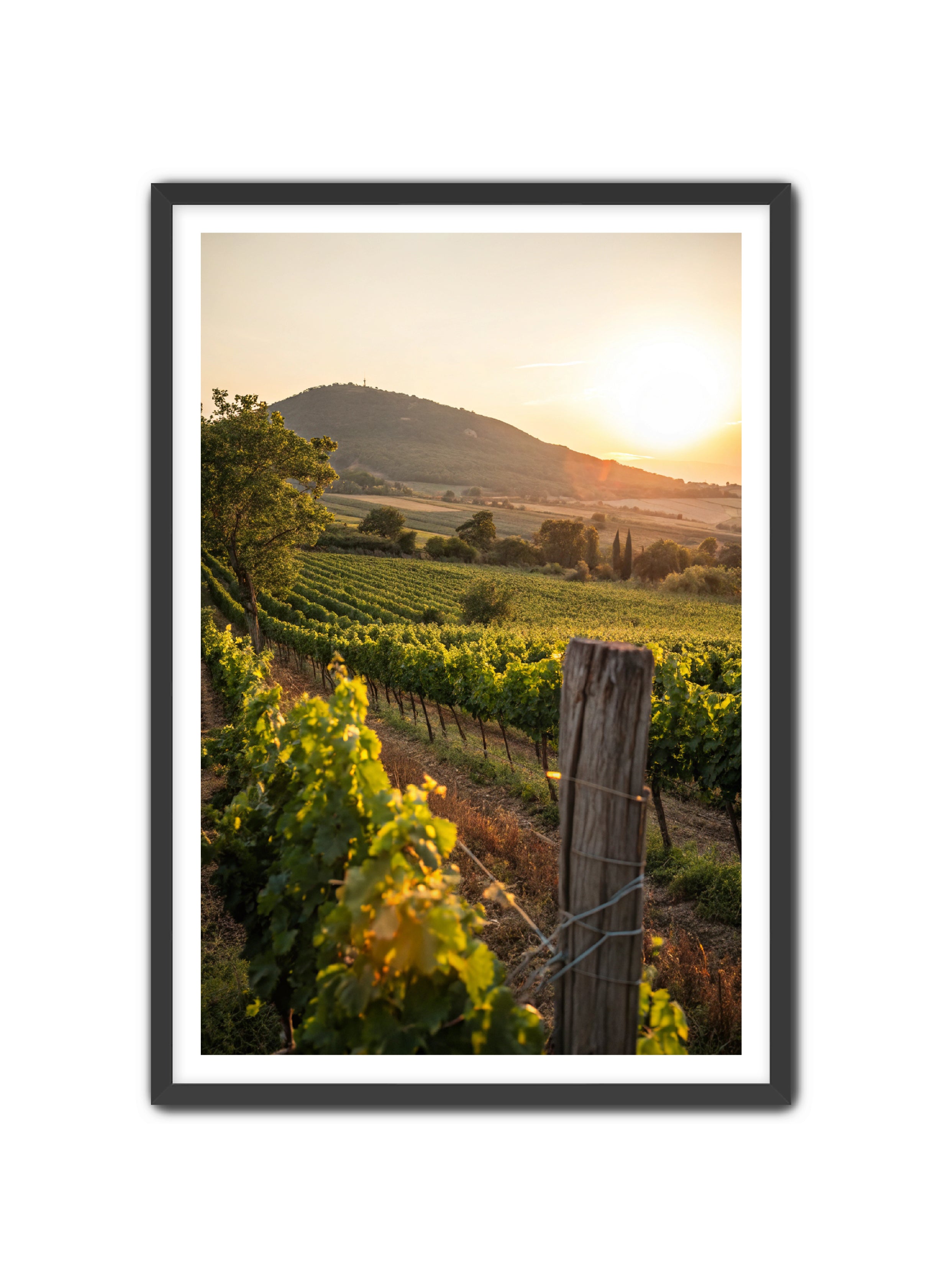 Apricus Prints 'Vines on the Vineyard' Apricus Art Collection