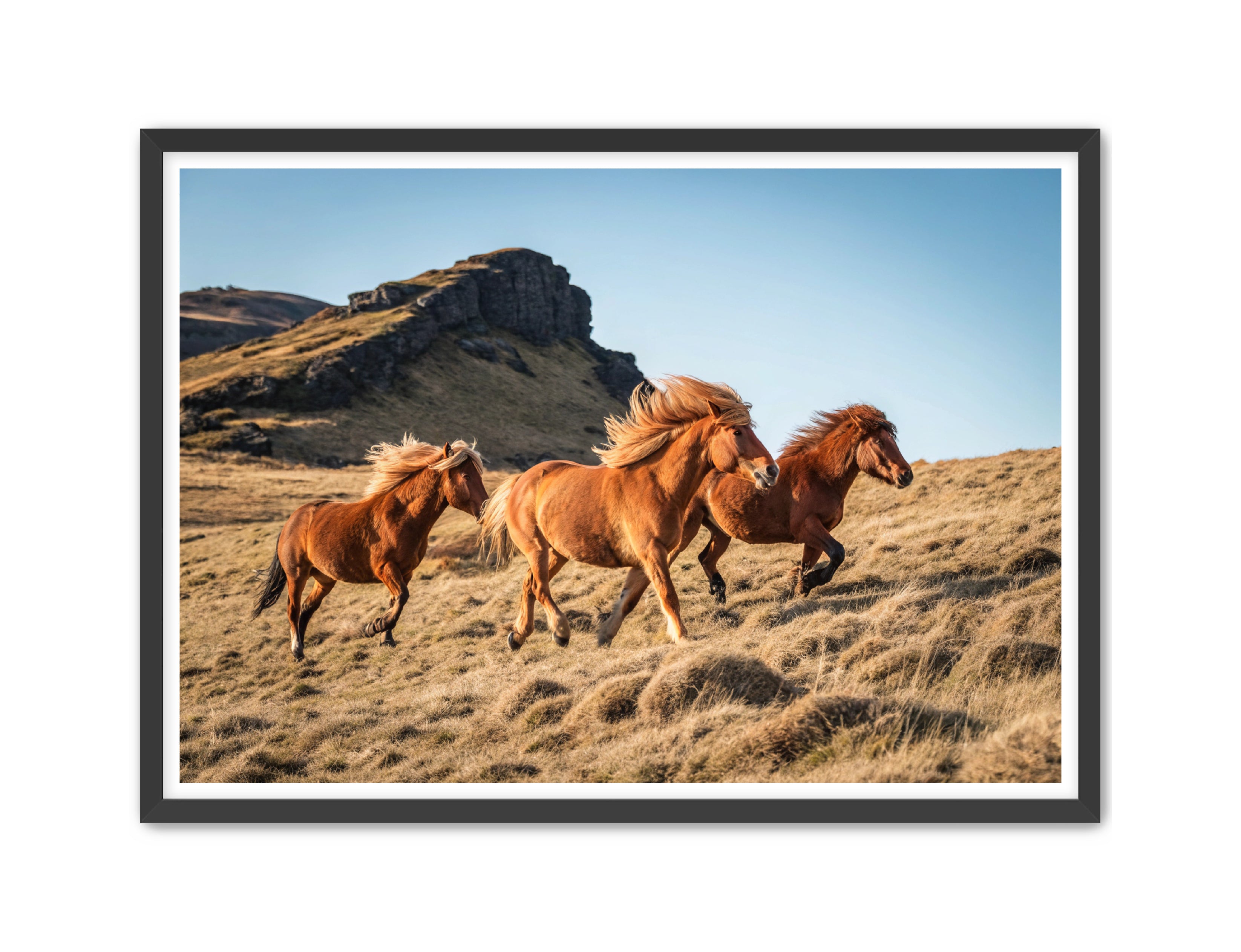 Apricus Prints Vaquero 'Wild Ponies' Apricus Art Collection