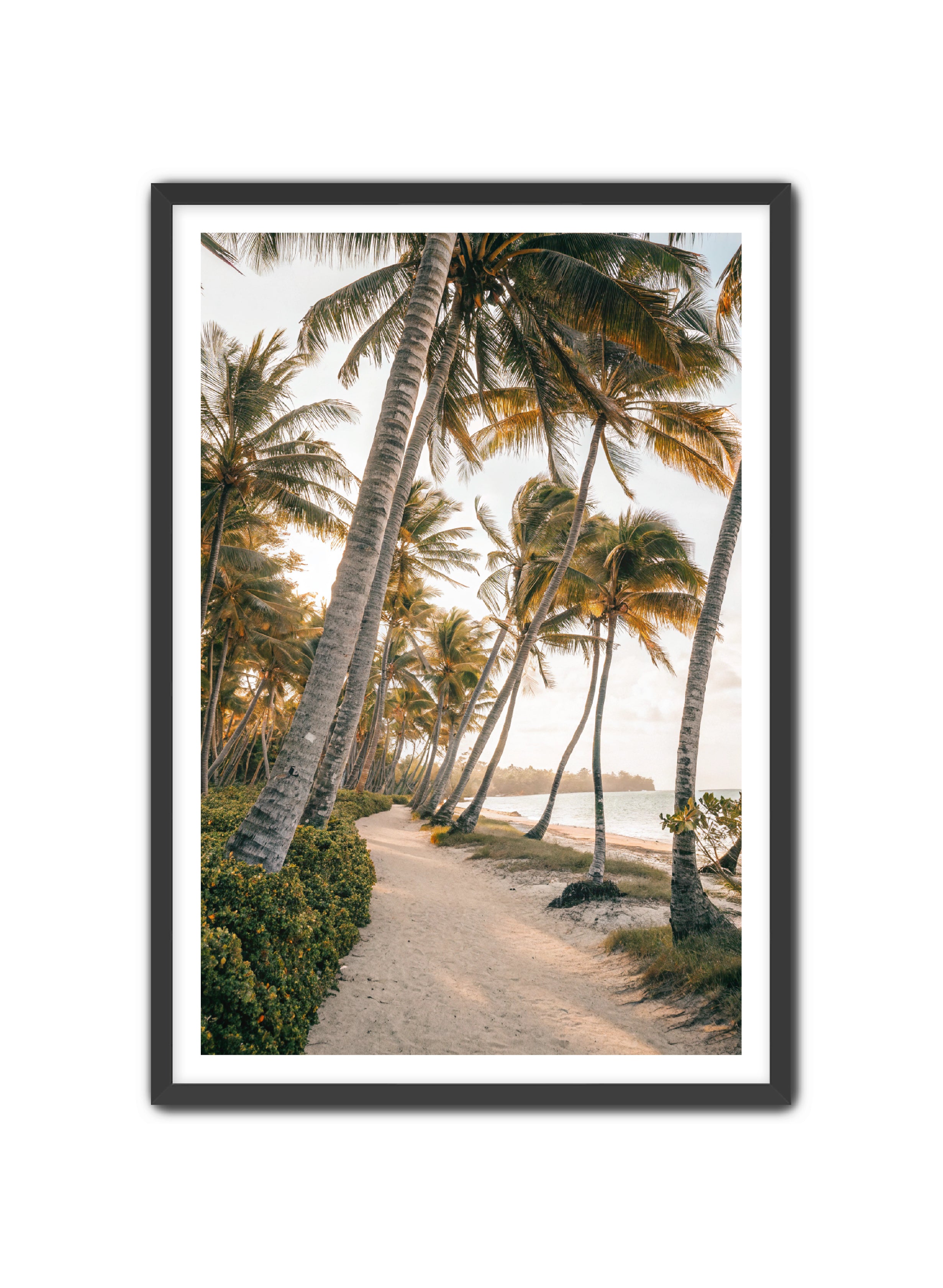 Apricus Prints Beaches 'Driftwood Dreams' Apricus Art Collection