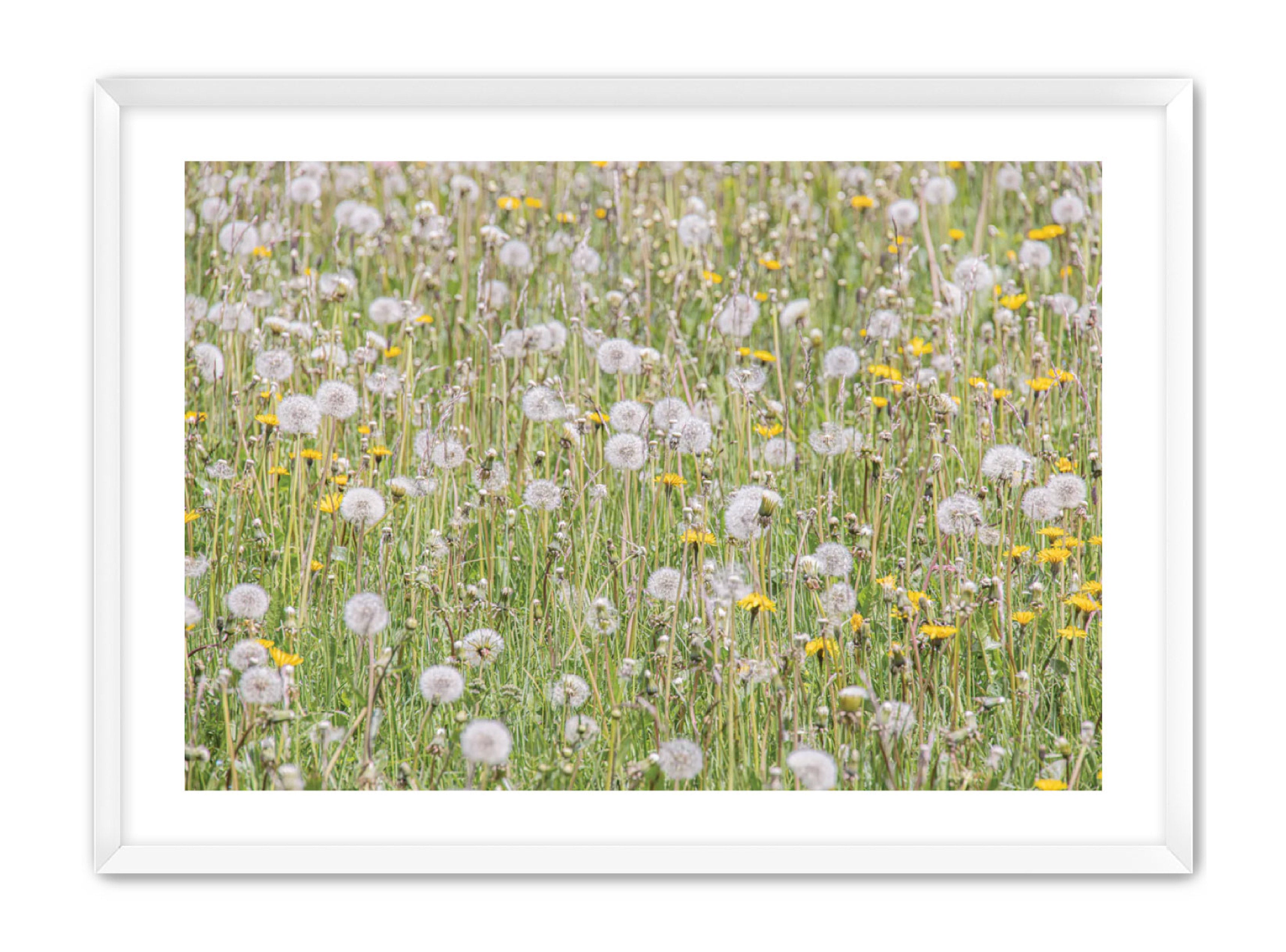 photography Prints 'FIELD OF FLOWERS' Erin Rudzinski