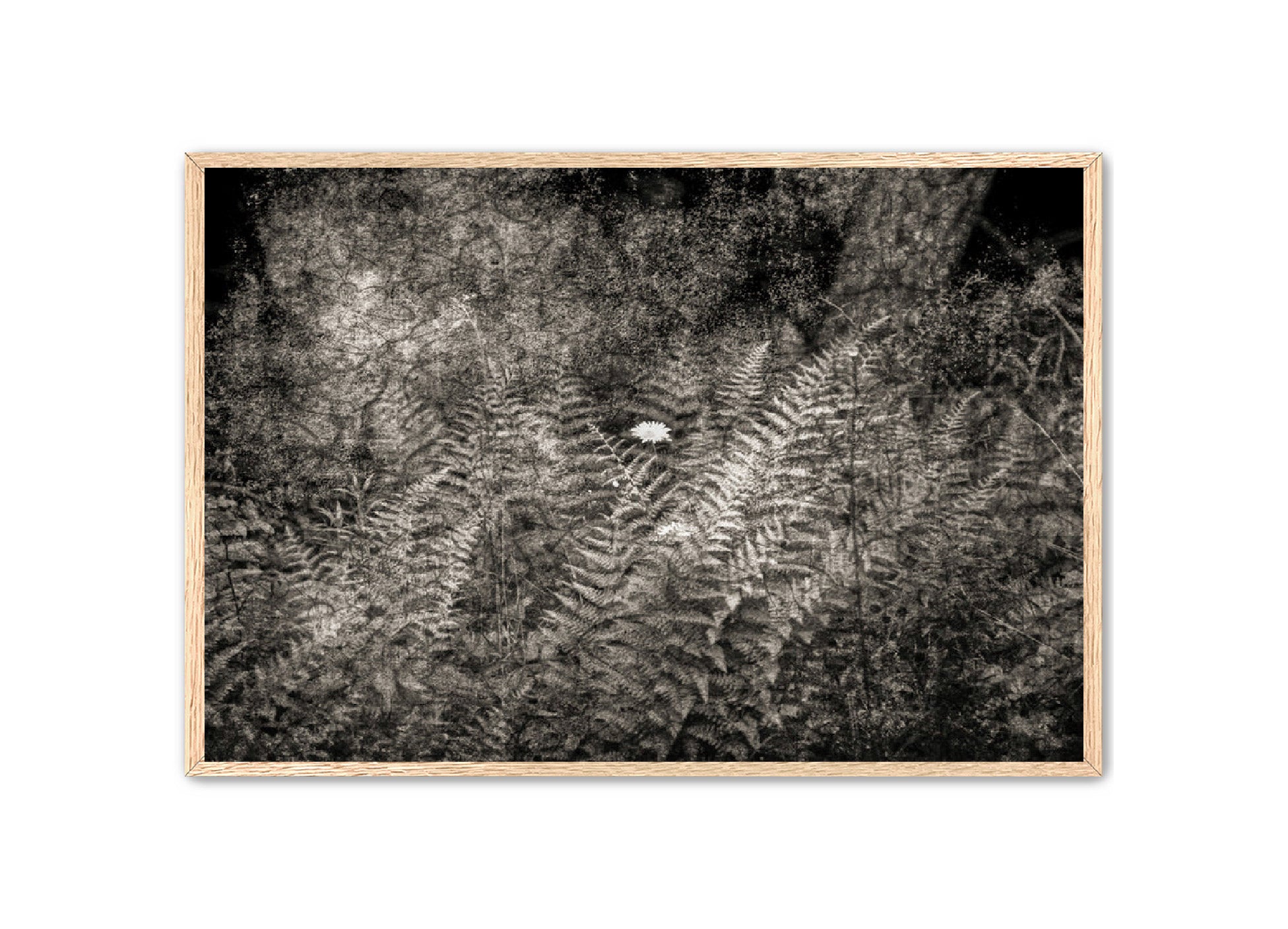 PhotoArt Prints 'FERNS' Danielle Neumann Kelly