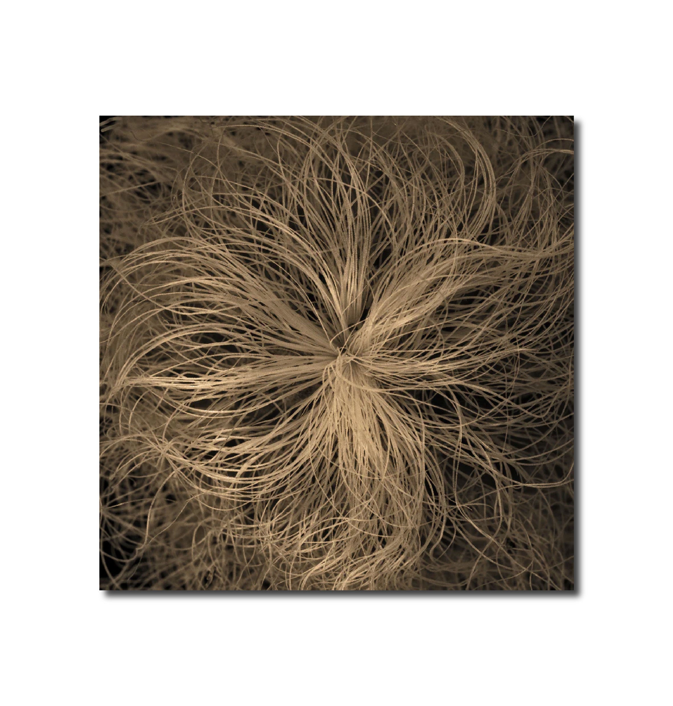 Botanical photography 'OLD MAN CACTUS' - Digital Photo Allan Baillie